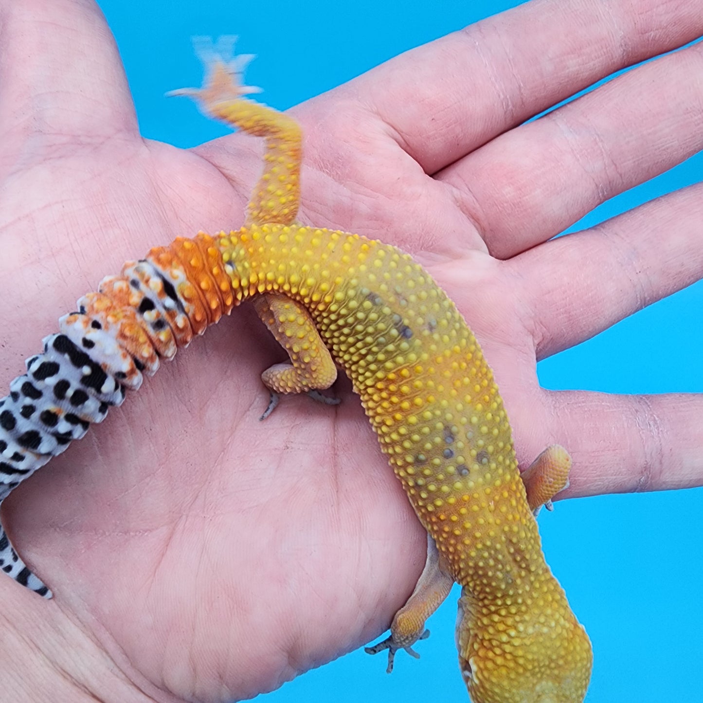 Female Super Hypo Giant Blood Bold