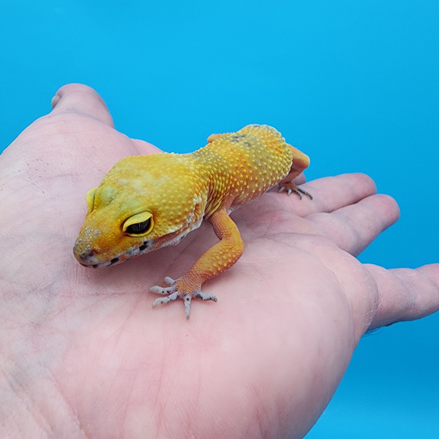 Female Super Hypo Giant Blood Bold