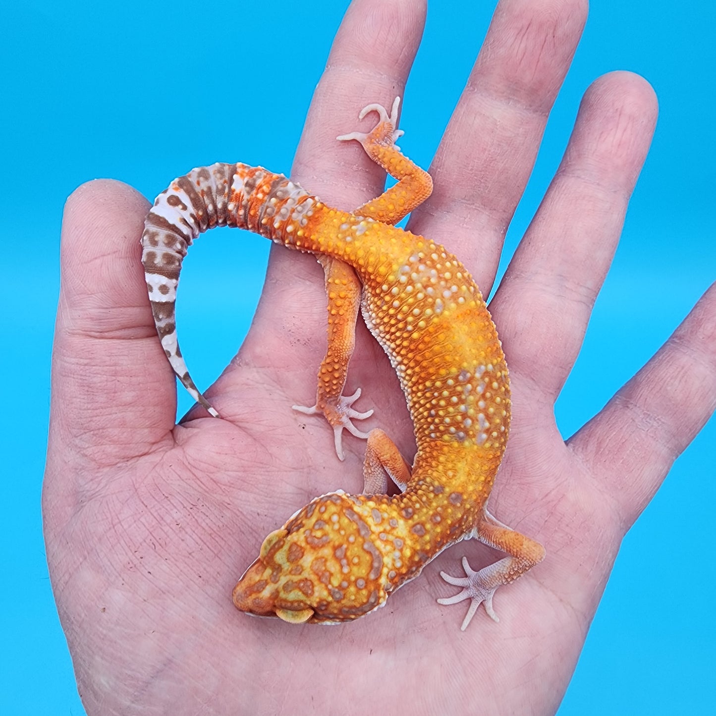 Female Mandarin Inferno Tremper Albino