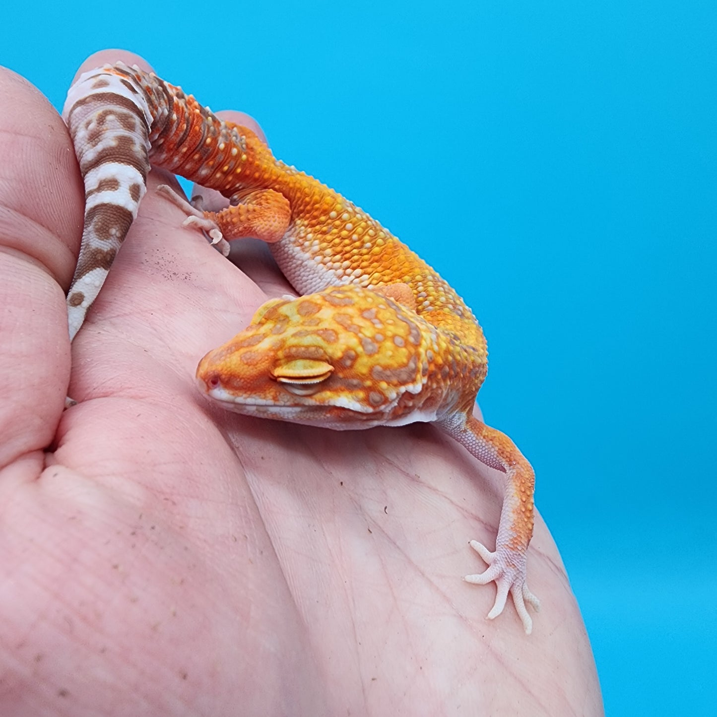 Female Mandarin Inferno Tremper Albino
