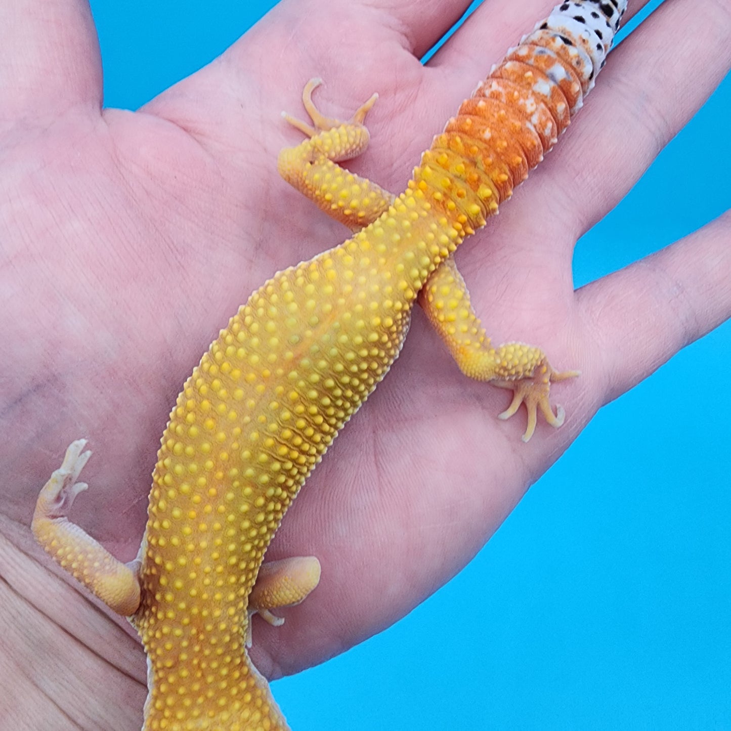 Female Giant Super Hypo Blood Bold