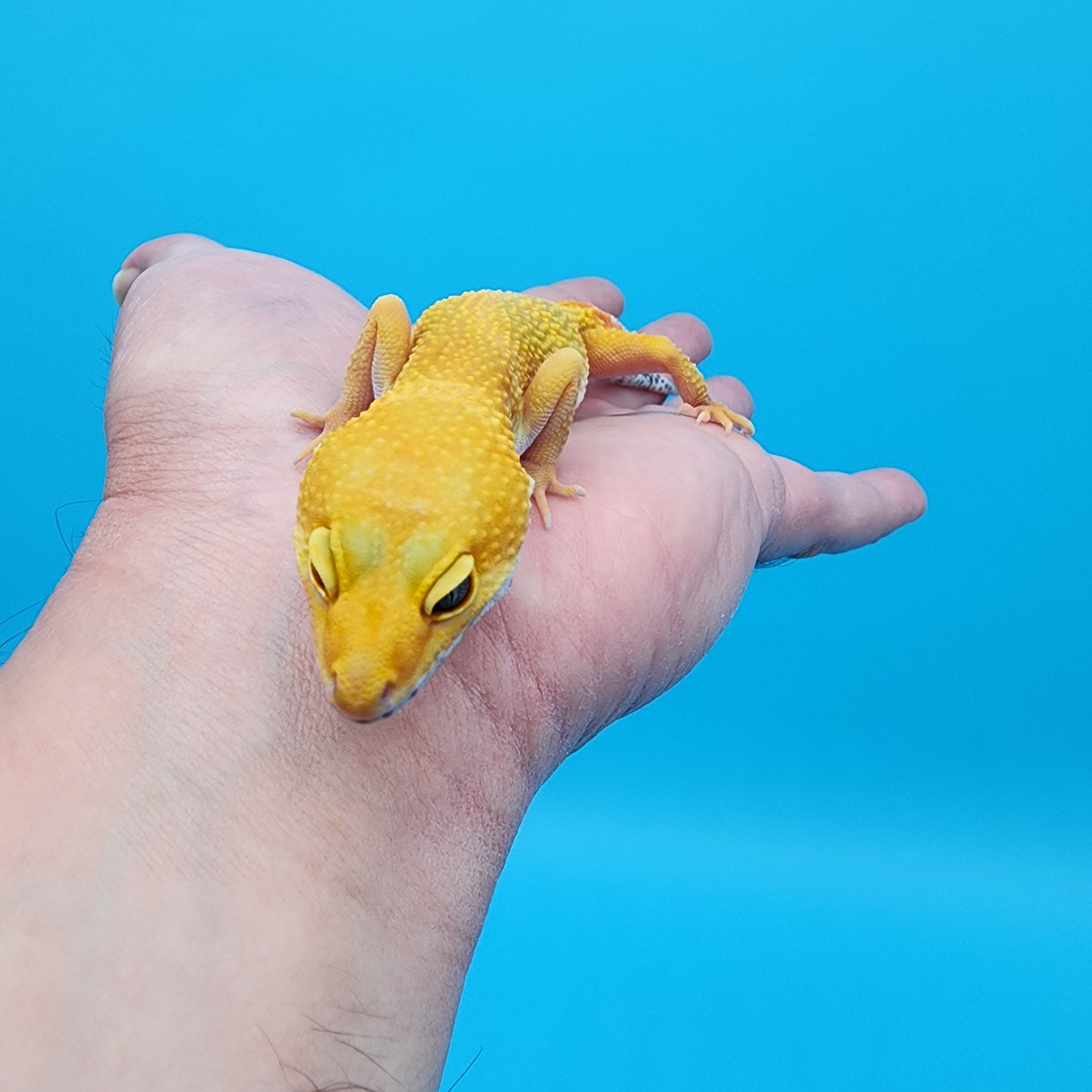 Female Giant Super Hypo Blood Bold