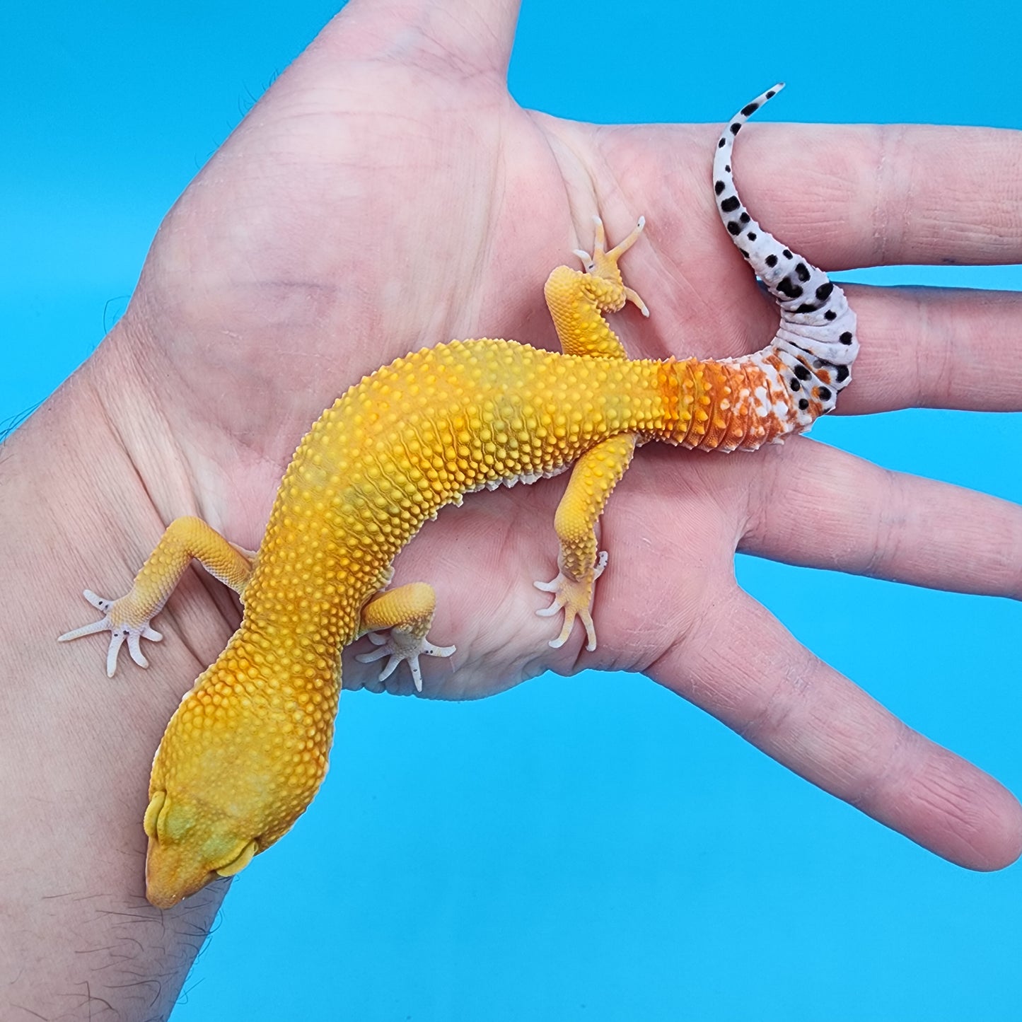 Male Giant Super Hypo Blood Bold