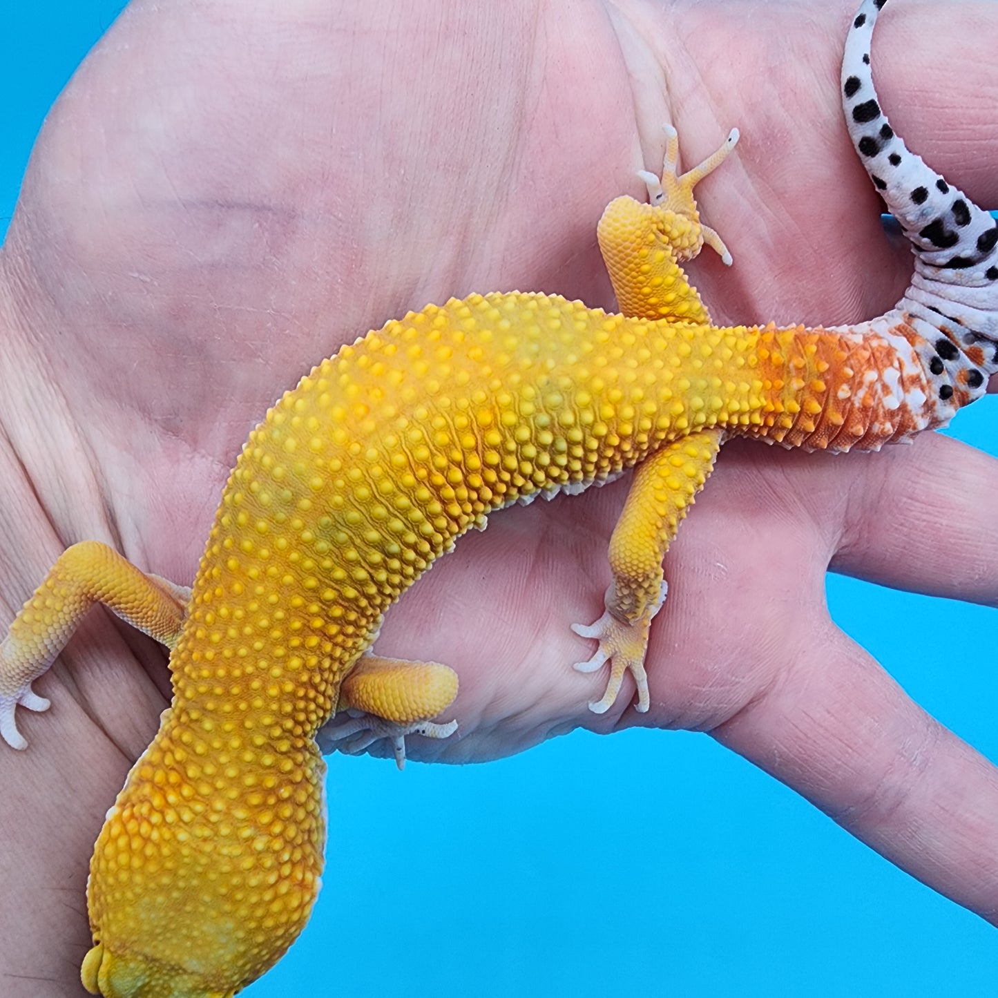 Male Giant Super Hypo Blood Bold
