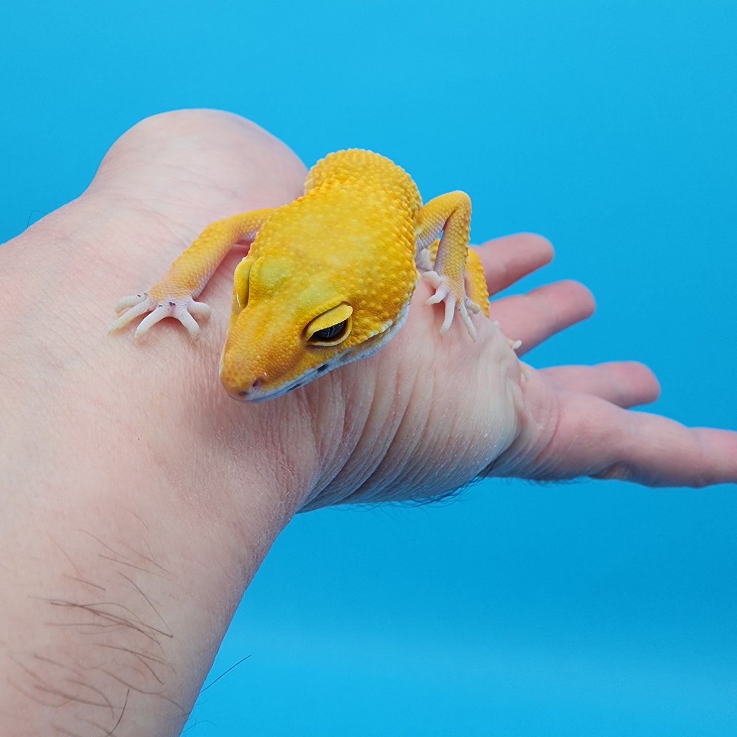 Male Giant Super Hypo Blood Bold