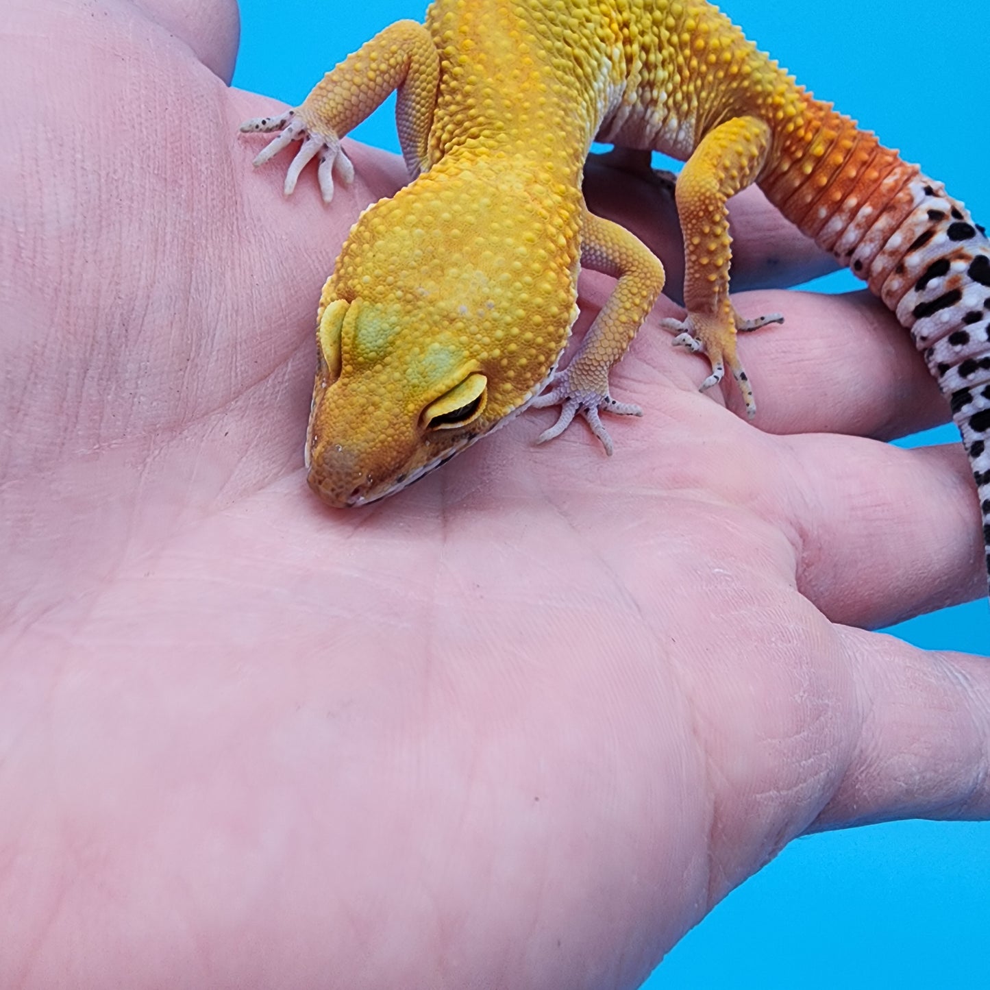 Female Giant Super Hypo Blood Bold Red Stripe