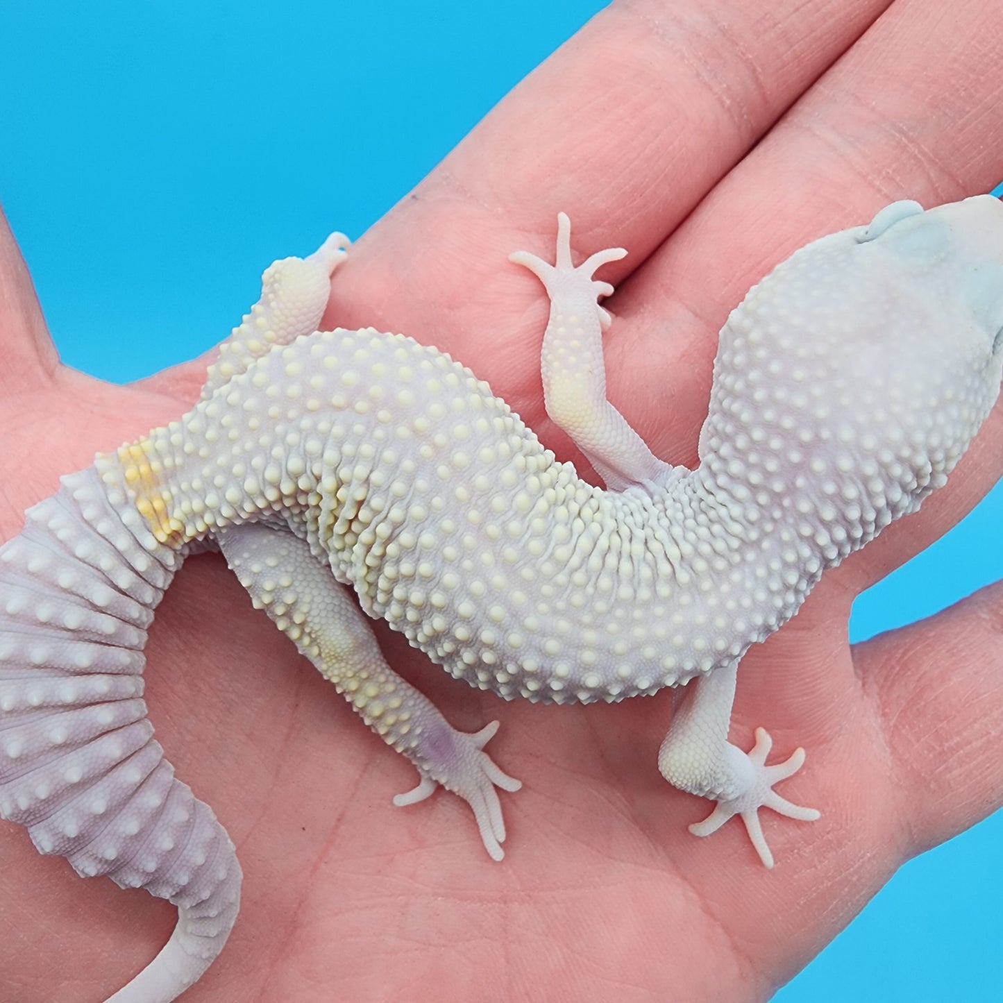 Male Afghanicus Blizzard possible Mack snow 100% Het Diablo Blanco