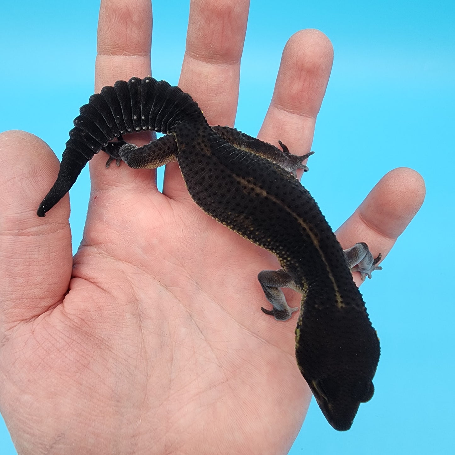 Female Black Night (S-Tier; small tiny curve at very tail tip)
