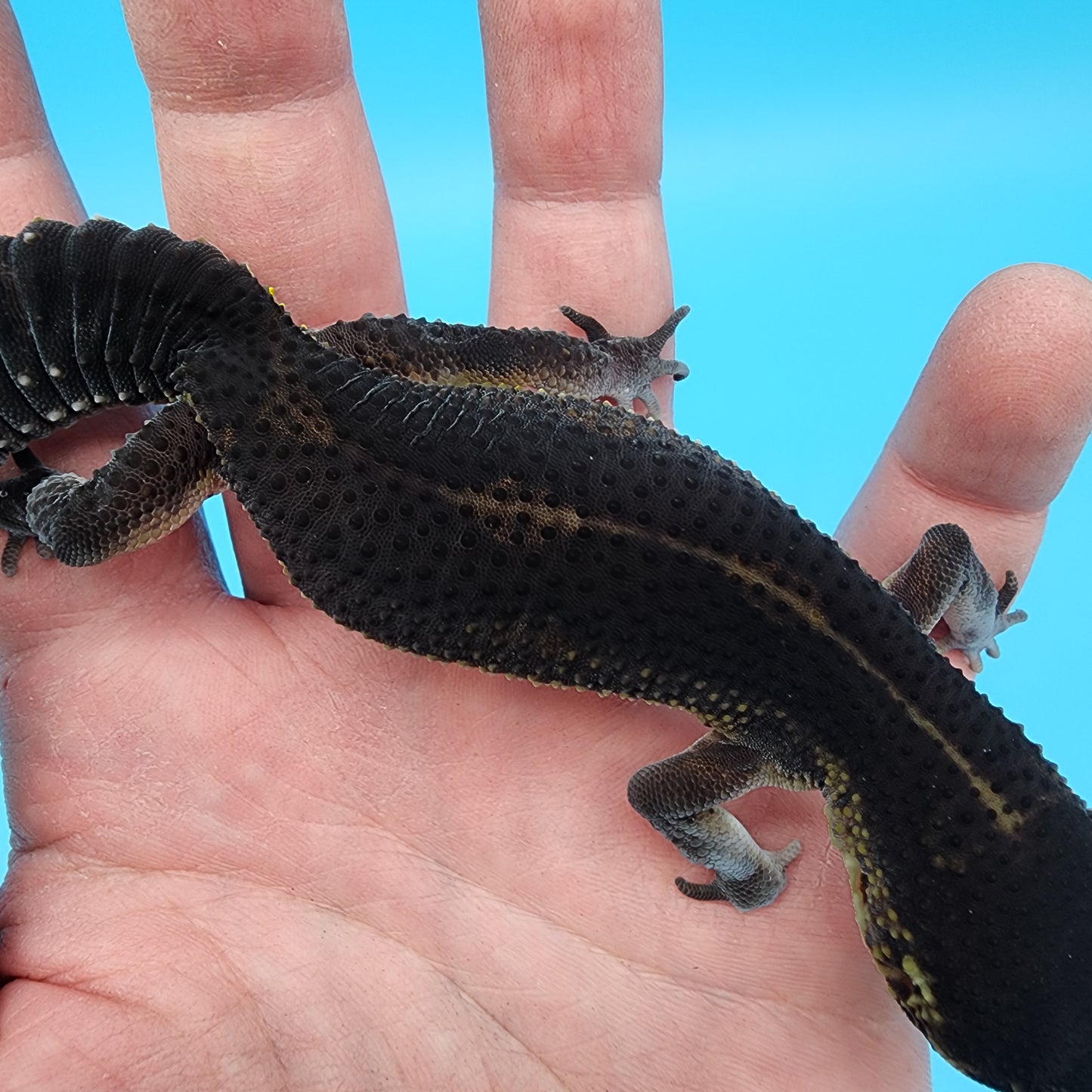 Female Black Night (S-Tier; small tiny curve at very tail tip)