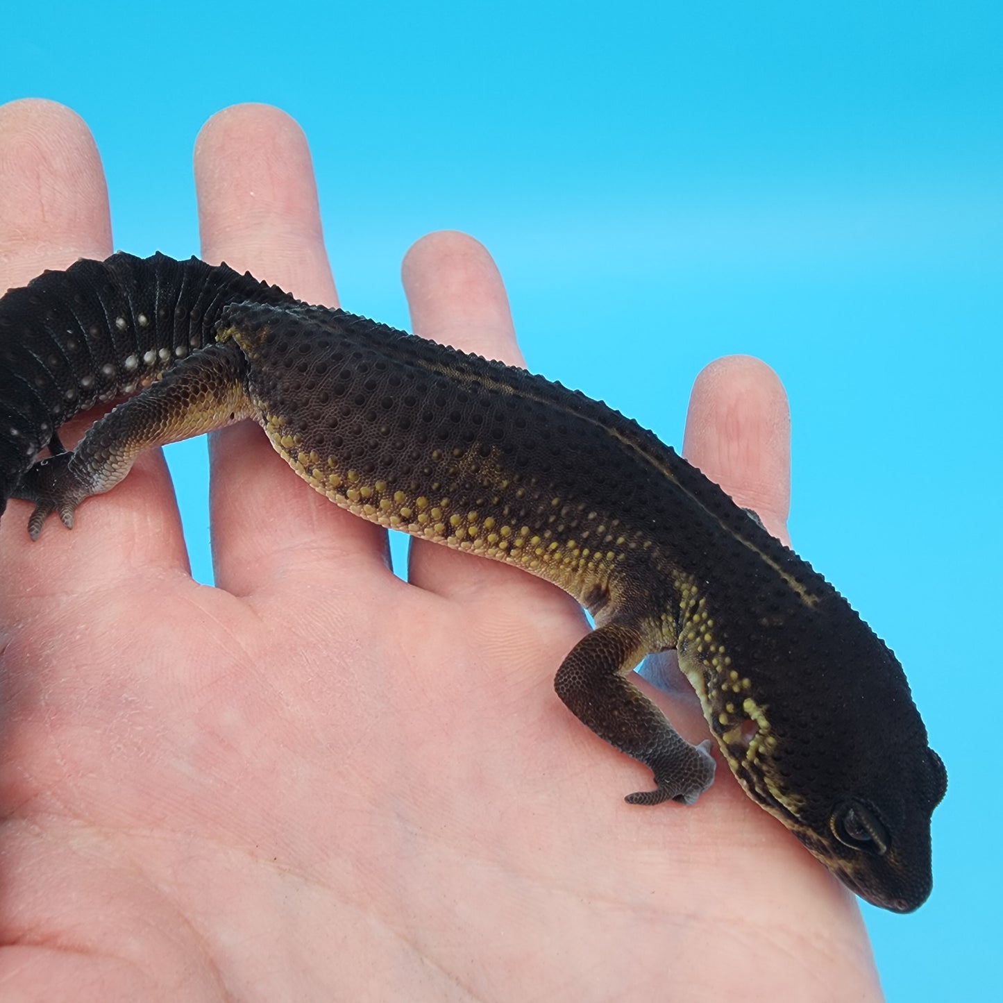 Female Black Night (S-Tier; small tiny curve at very tail tip)