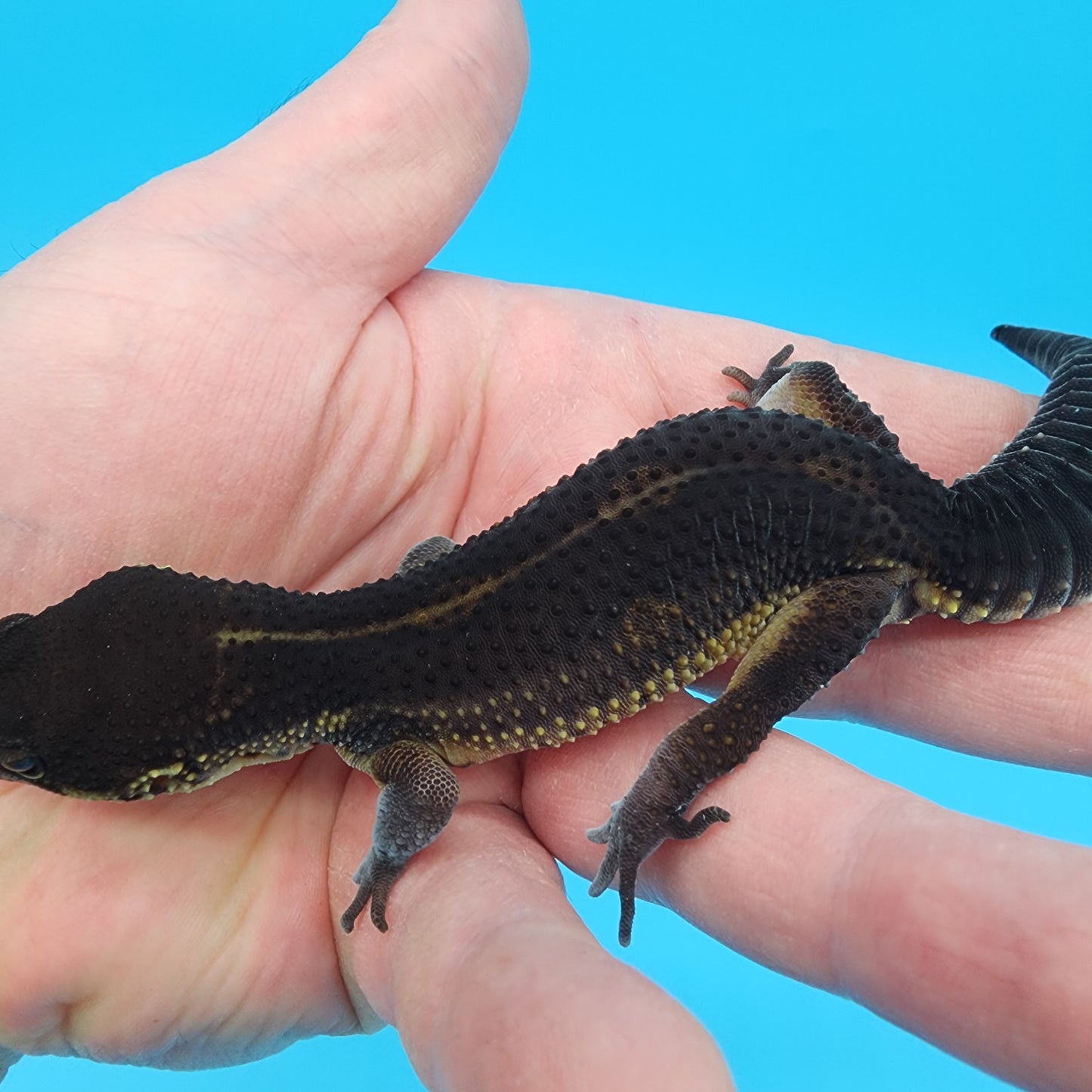 Female Black Night (S-Tier; small tiny curve at very tail tip)