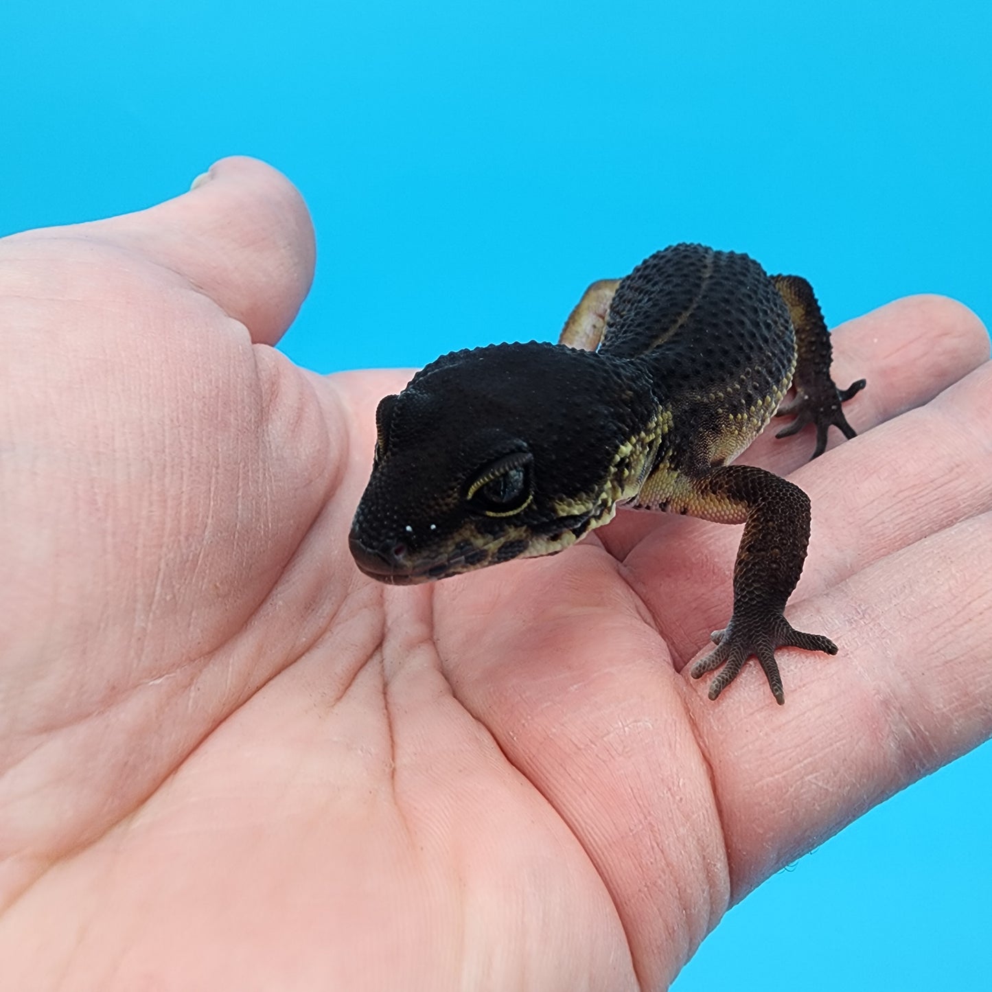 Female Black Night (S-Tier; small tiny curve at very tail tip)