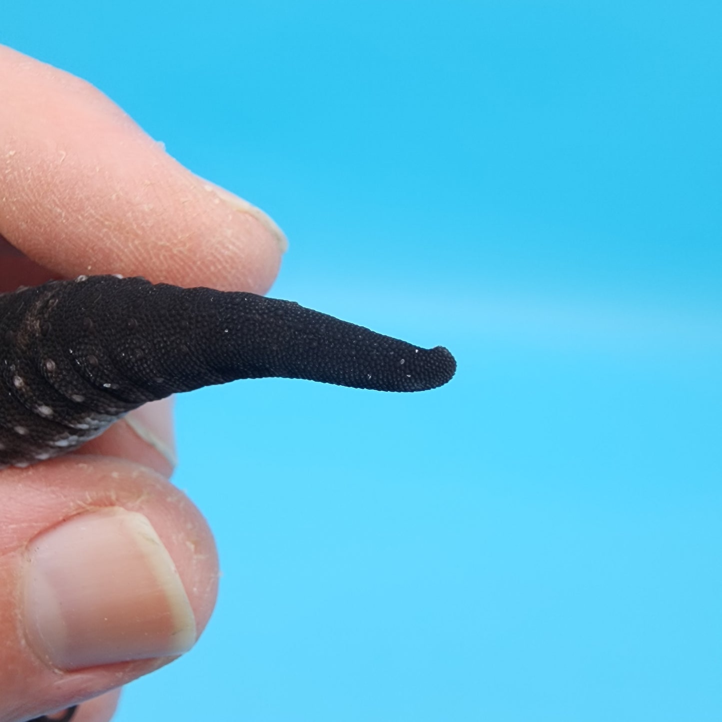 Female Black Night (S-Tier; small tiny curve at very tail tip)