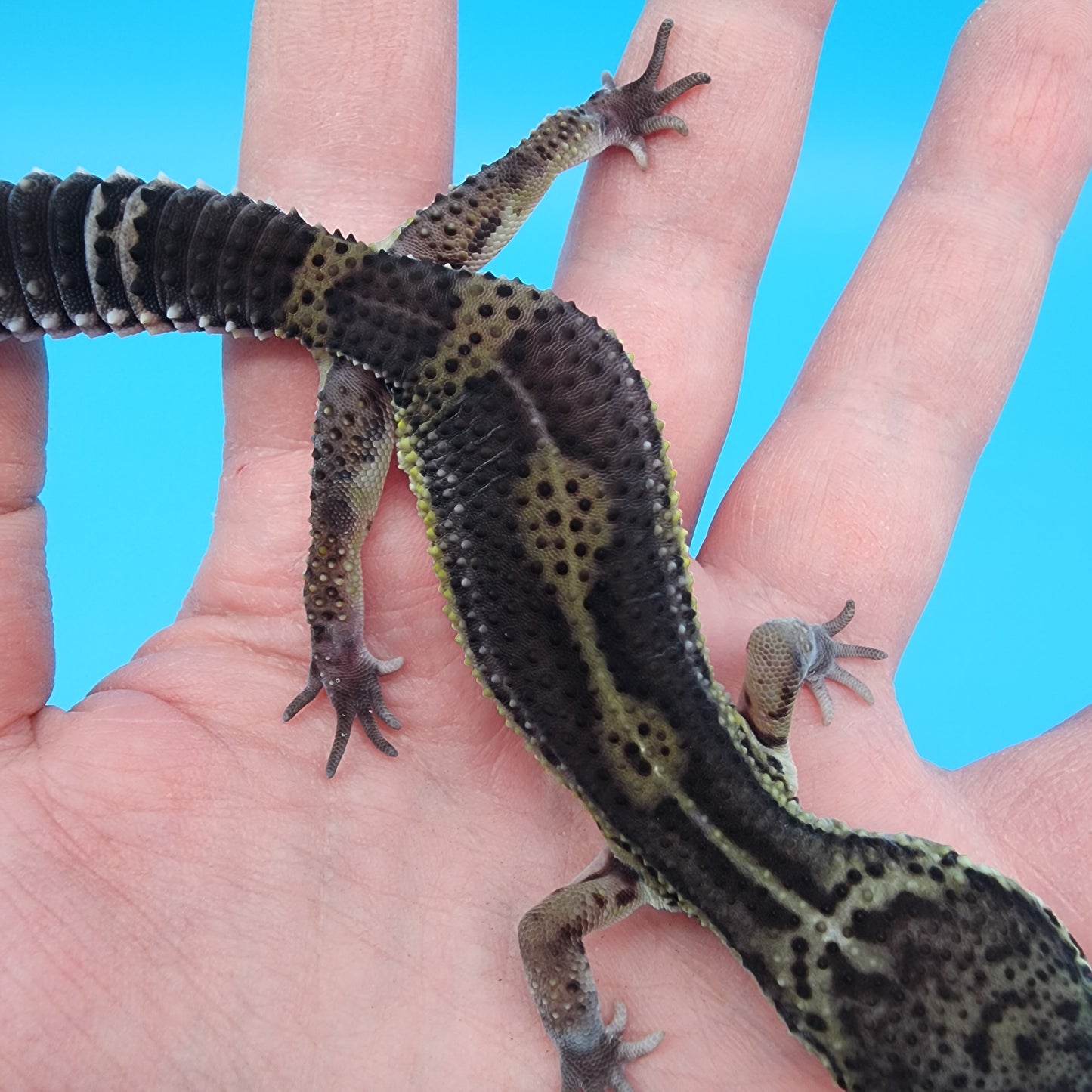 Female Black Night (B-Tier)