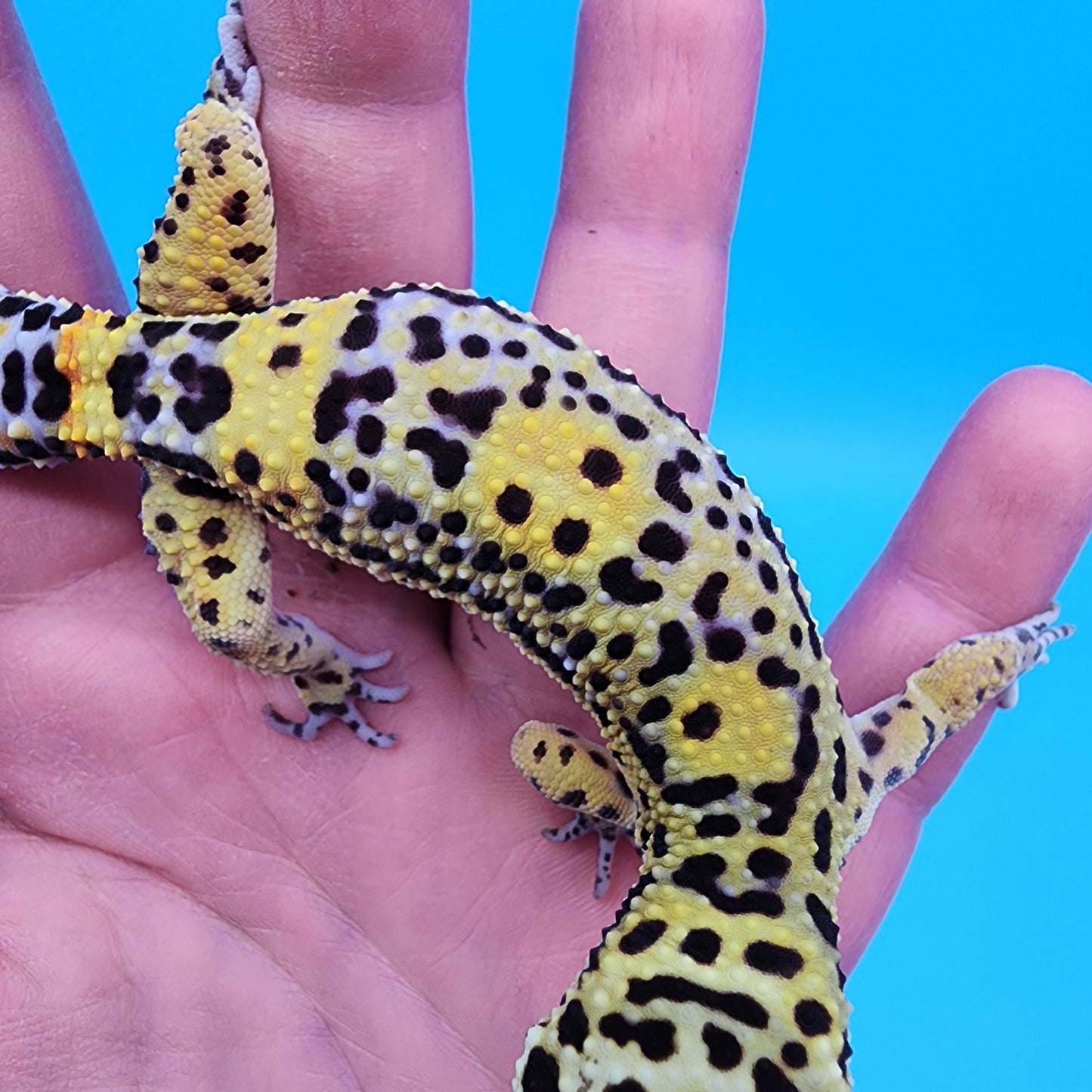 Male 75% Black Night 25% Mandarin (D-Tier)