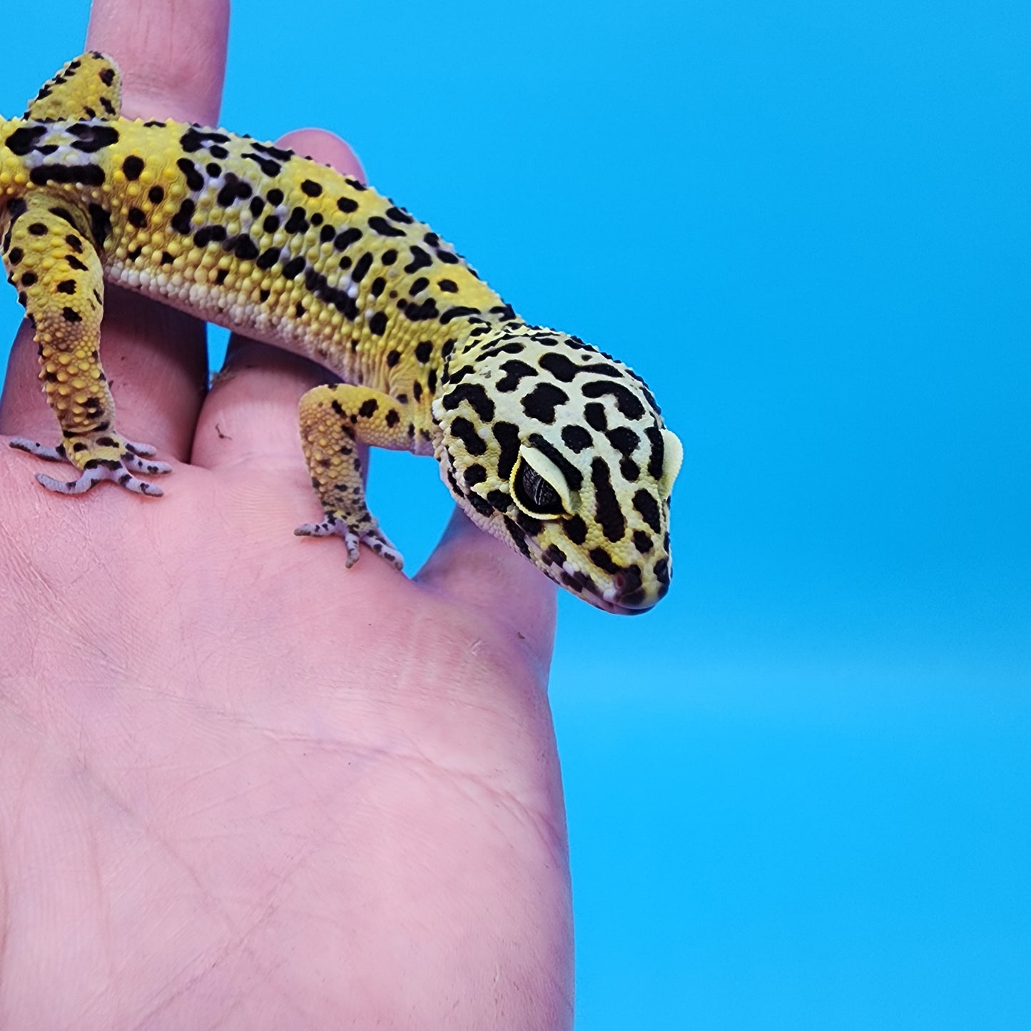 Male 75% Black Night 25%Mandarin (D-Tier)