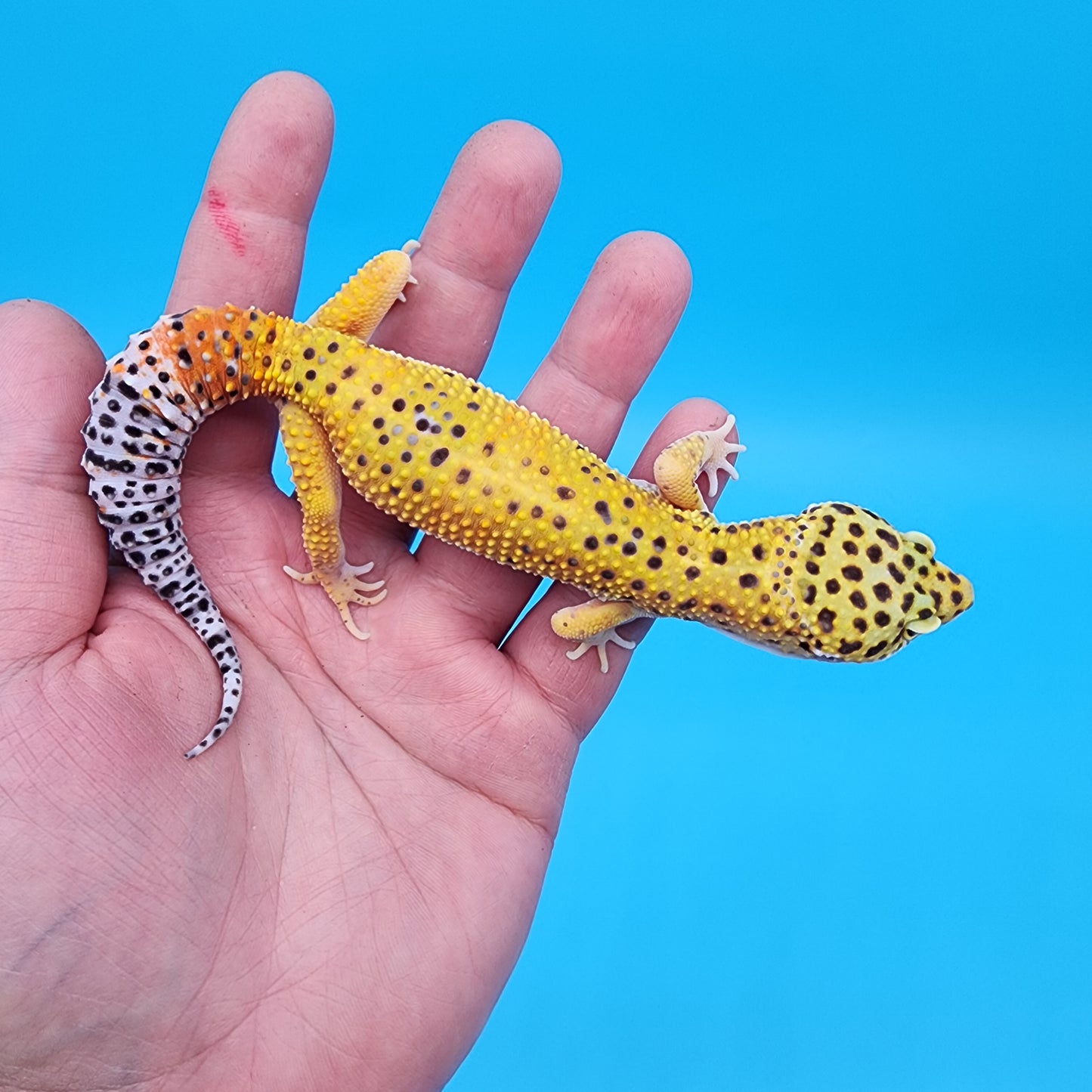 Male Giant Blood Bold