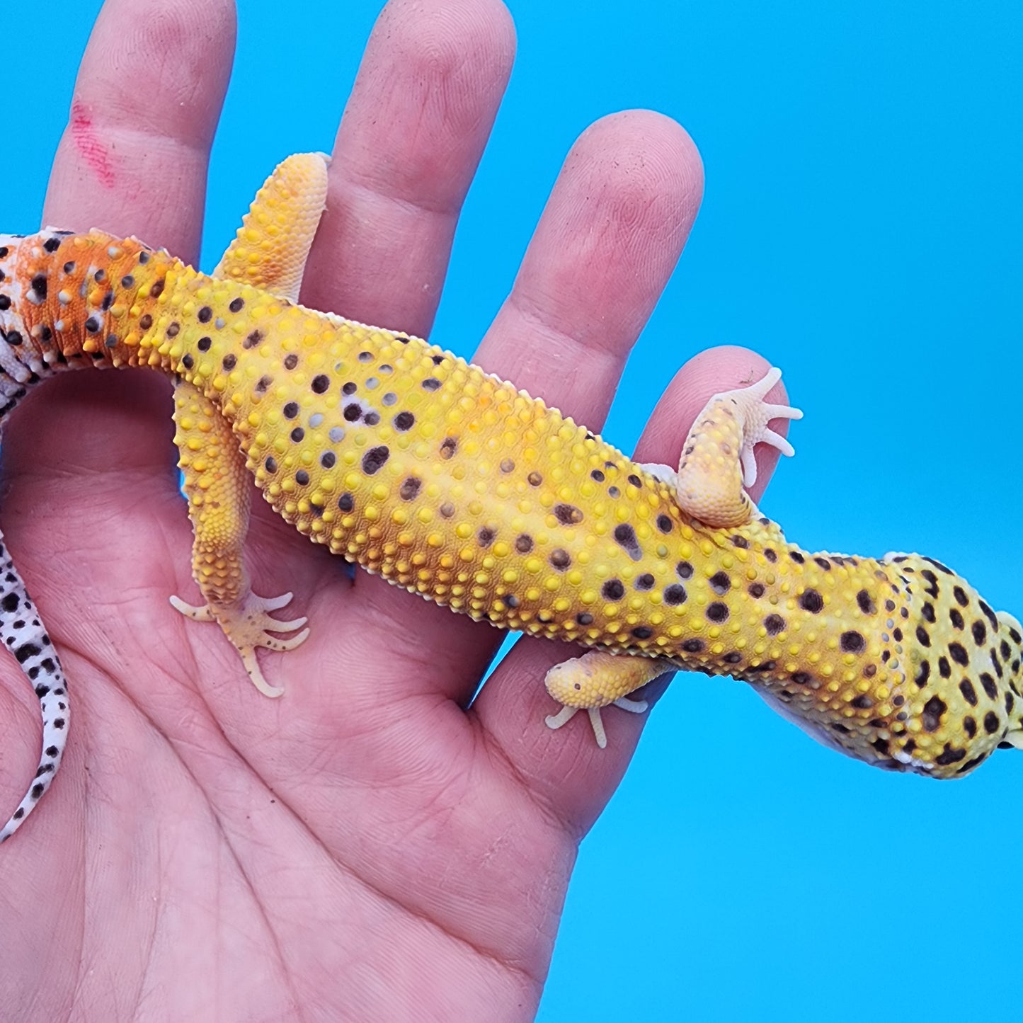 Male Giant Blood Bold