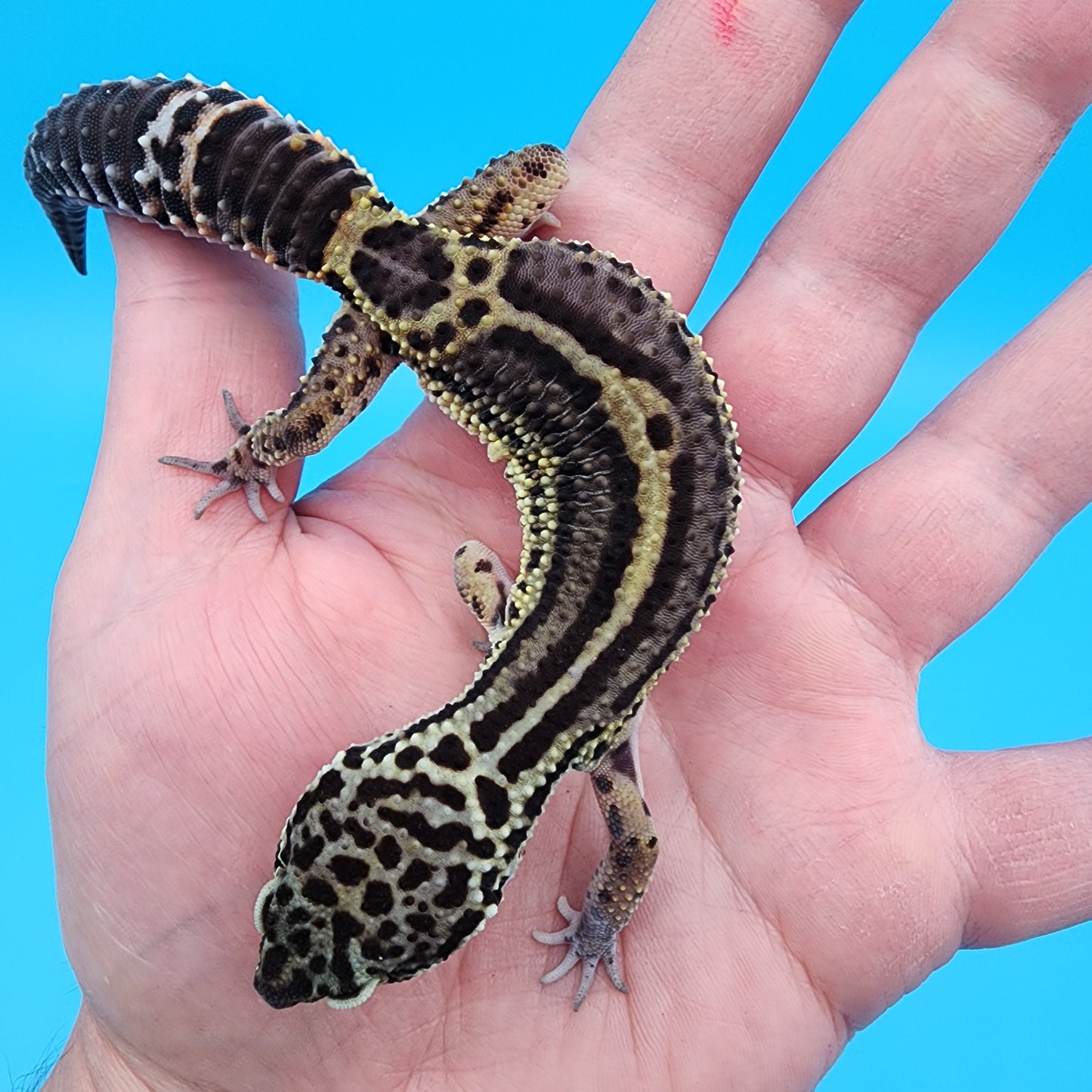 Female Black Night (B-Tier)