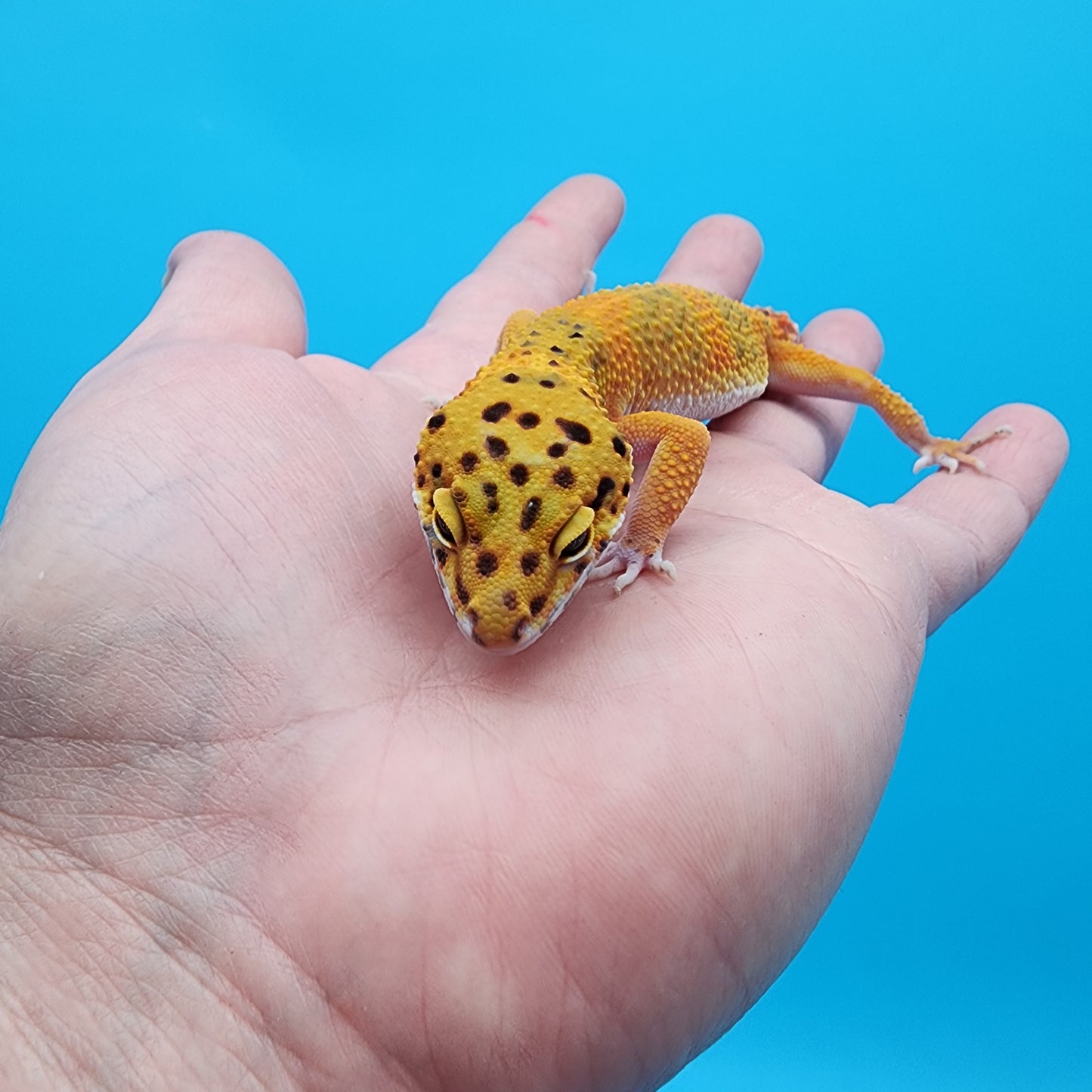 Female Super Giant Mandarin Blood Emerine 100% Het Tremper Albino