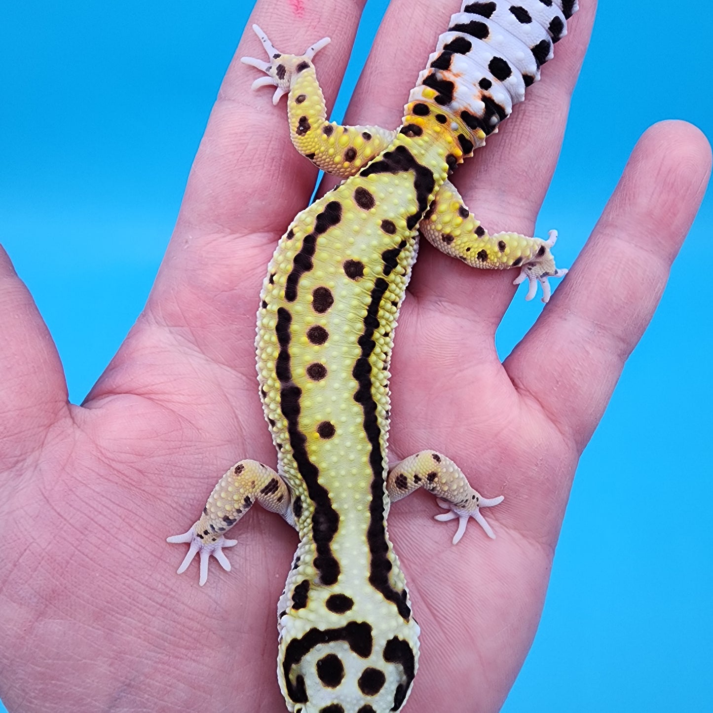 Female Hyper Xanthic Bold Stripe (jumpy)