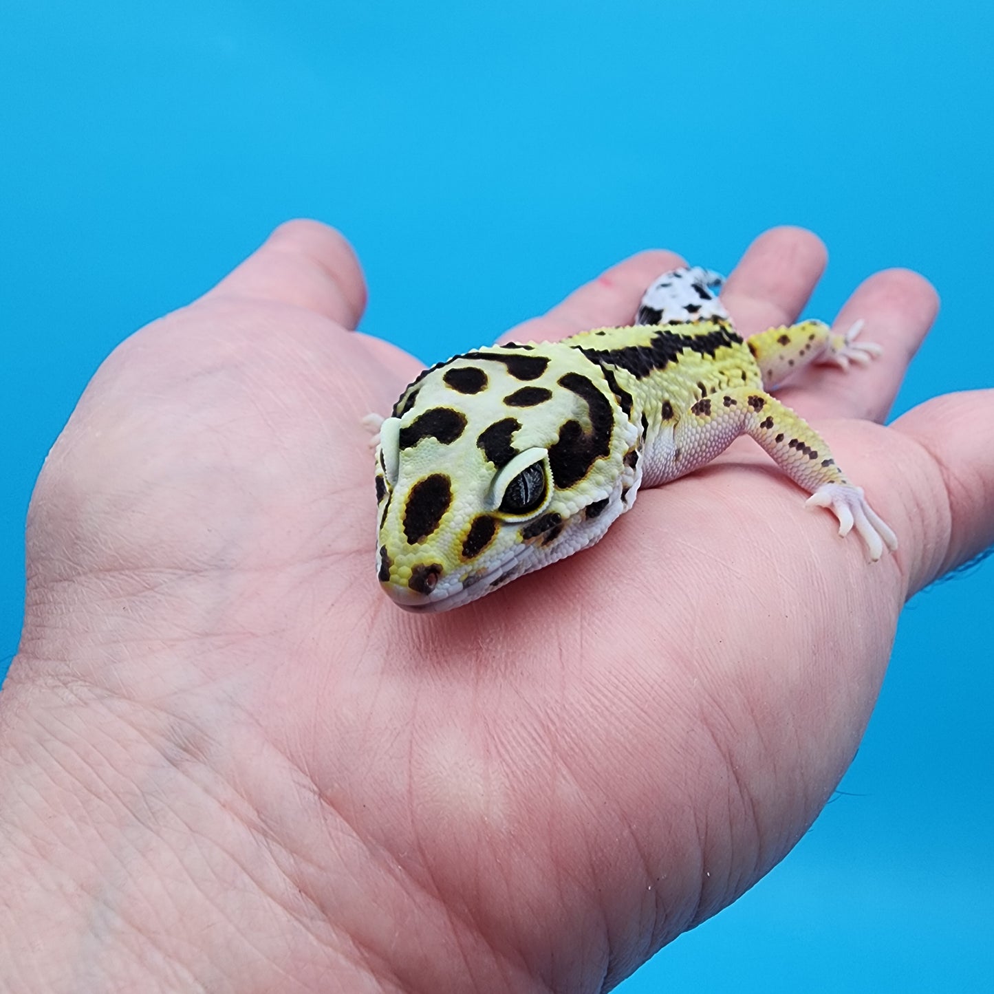 Female Hyper Xanthic Bold Stripe (jumpy)