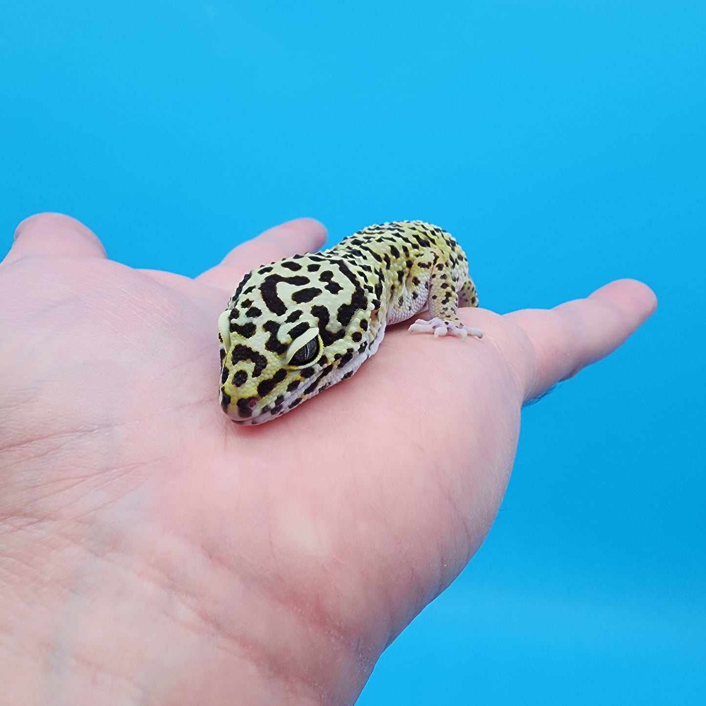 Female Yellow Cheetah