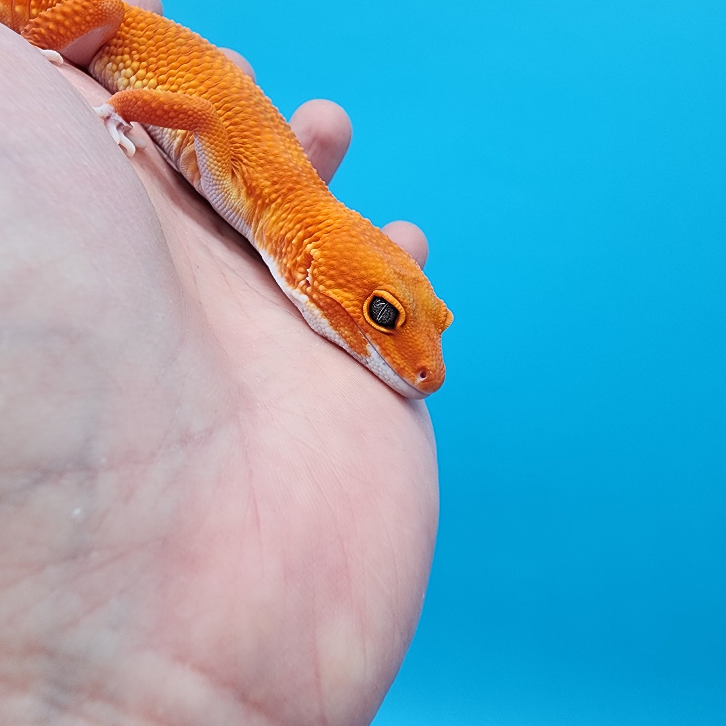 Female Super Hypo Mandarin Inferno White Lip