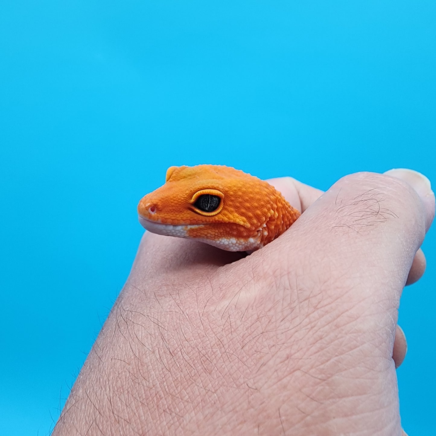 Female Super Hypo Mandarin Inferno White Lip
