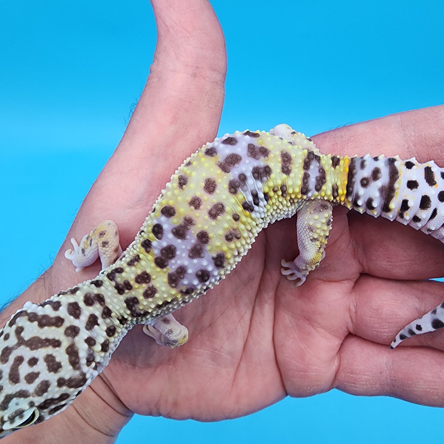 Female Fasciolatus Macularius Turcmenicus