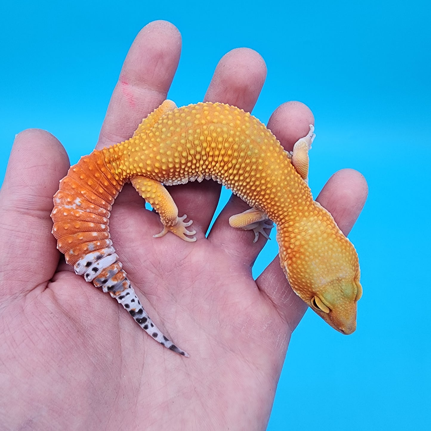 Female Super Giant Super Hypo Blood