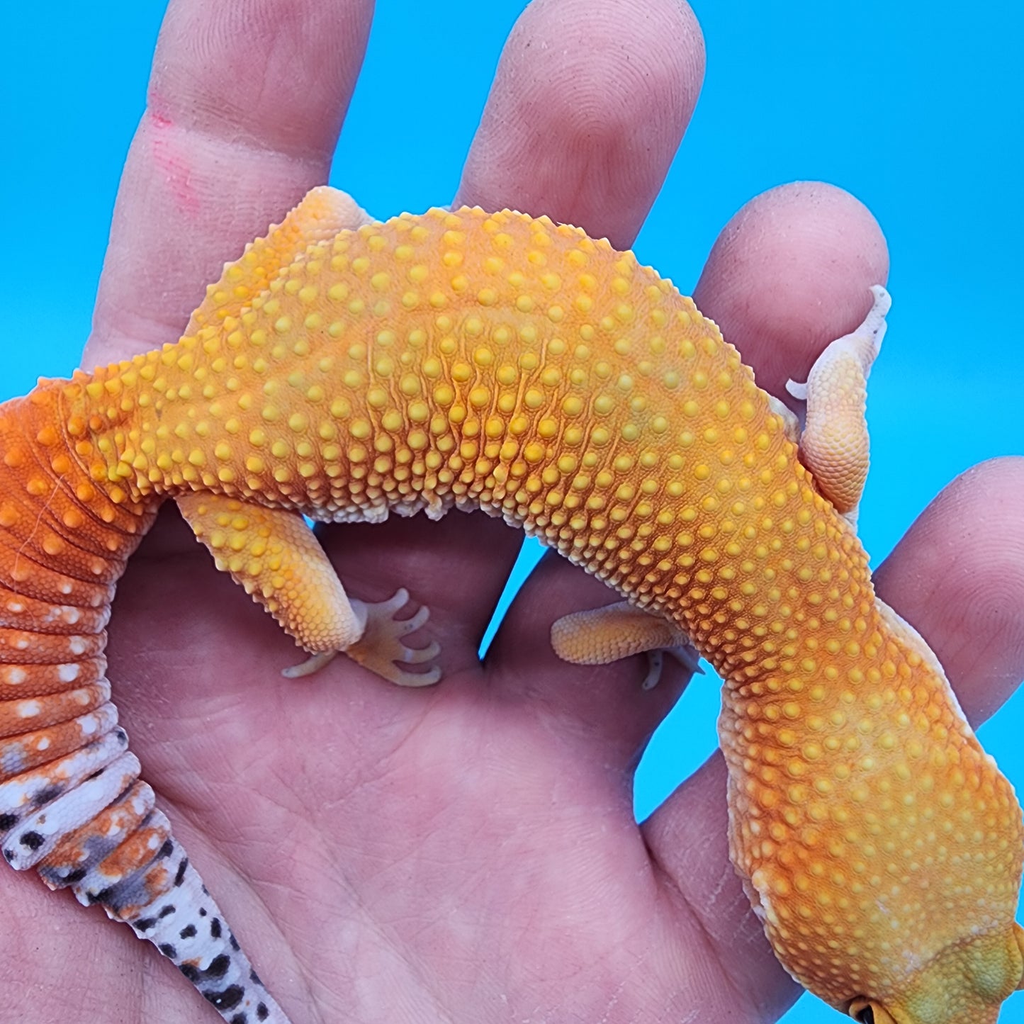 Female Super Giant Super Hypo Blood