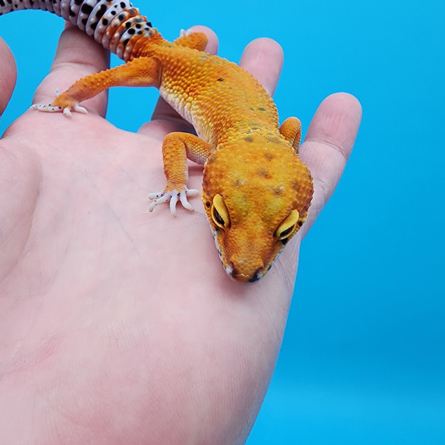 Female Mandairn Inferno Hypo