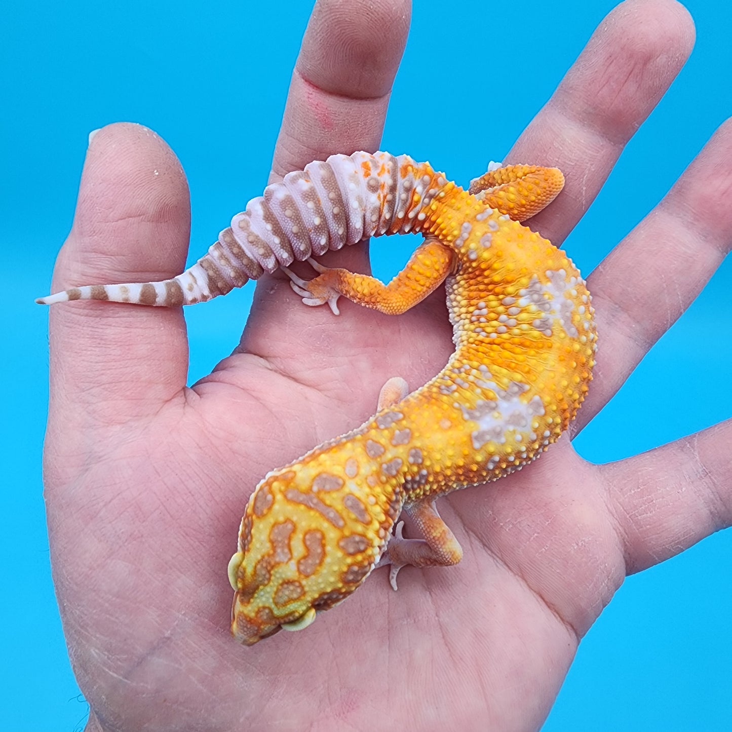 Female Giant Mandarin Blood Clown Tremper Albino