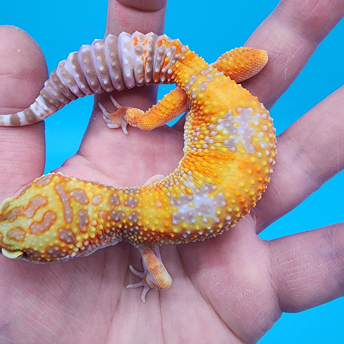 Female Giant Mandarin Blood Clown Tremper Albino