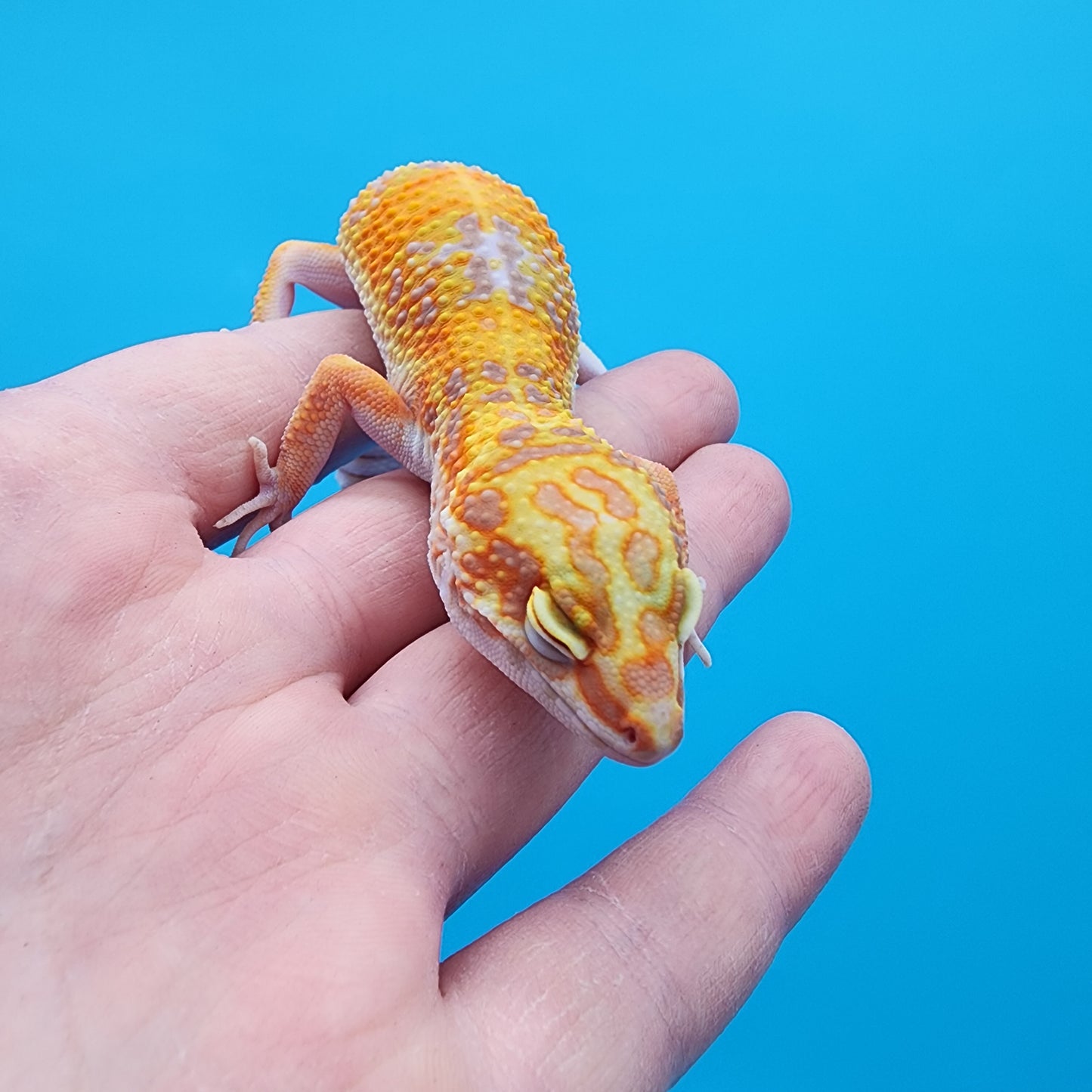 Female Giant Mandarin Blood Clown Tremper Albino