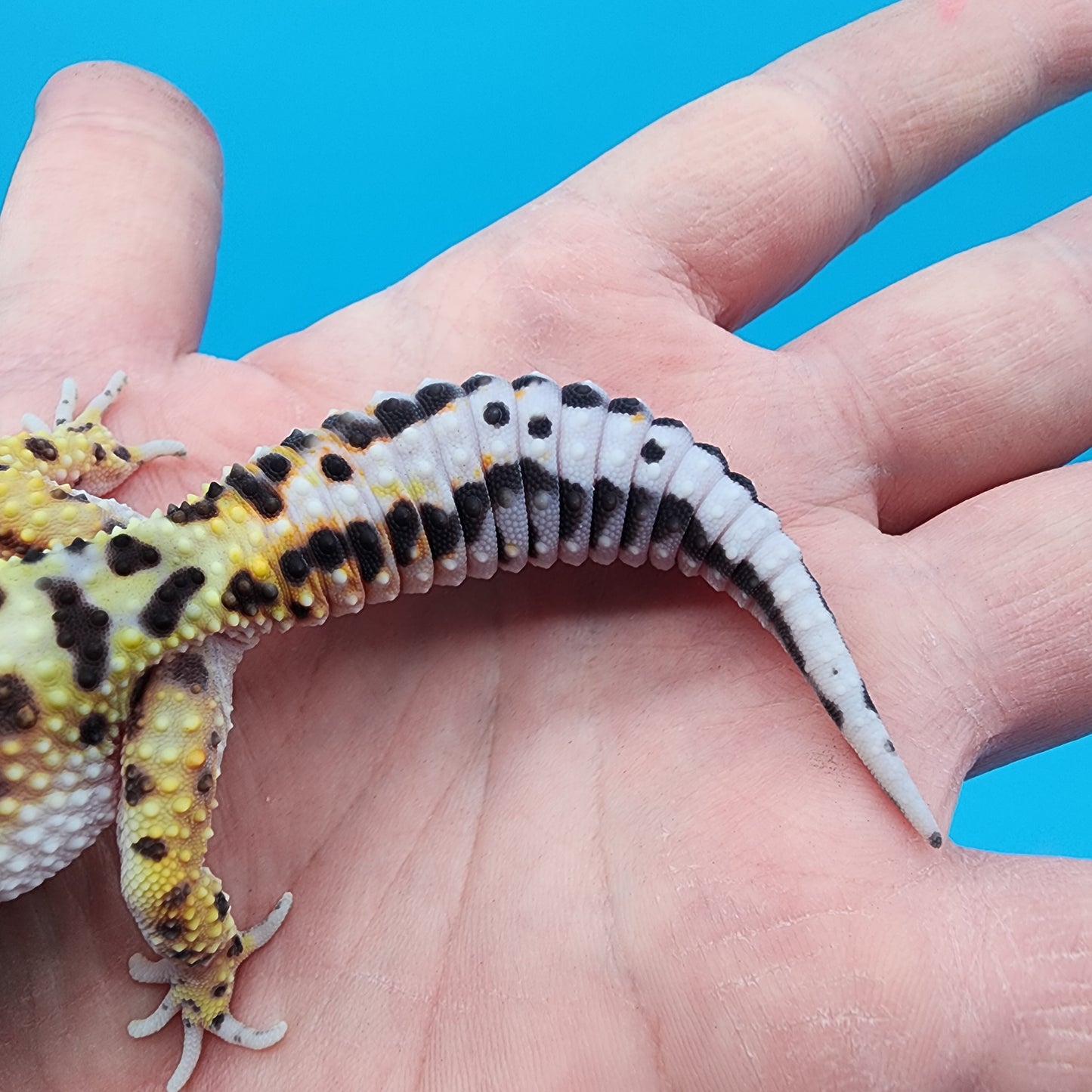 Female Hyper Xanthic Bold Bandit possible W&Y (with tail stripes)