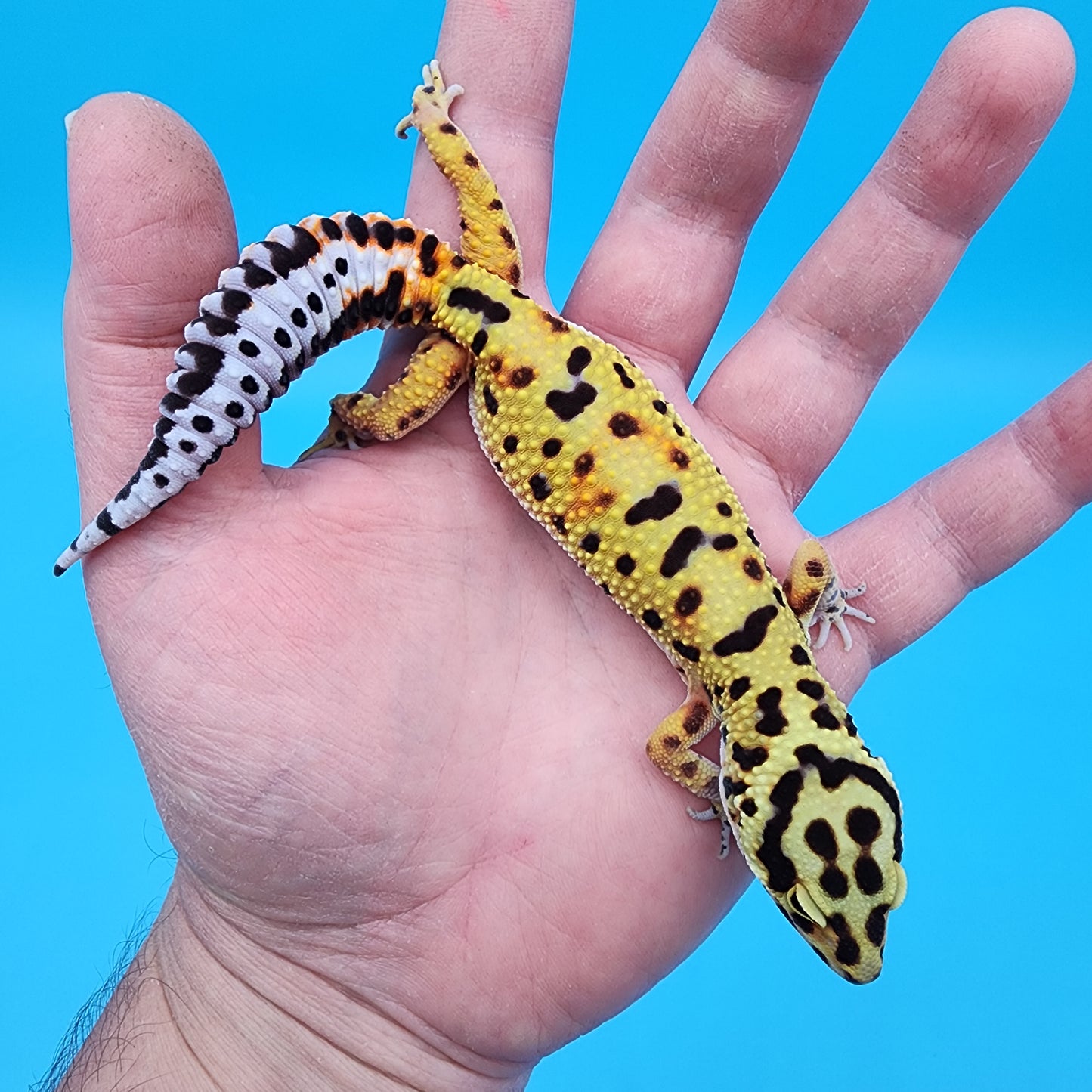 Female Halloween Mask Bold Emerine (with tail stripes)