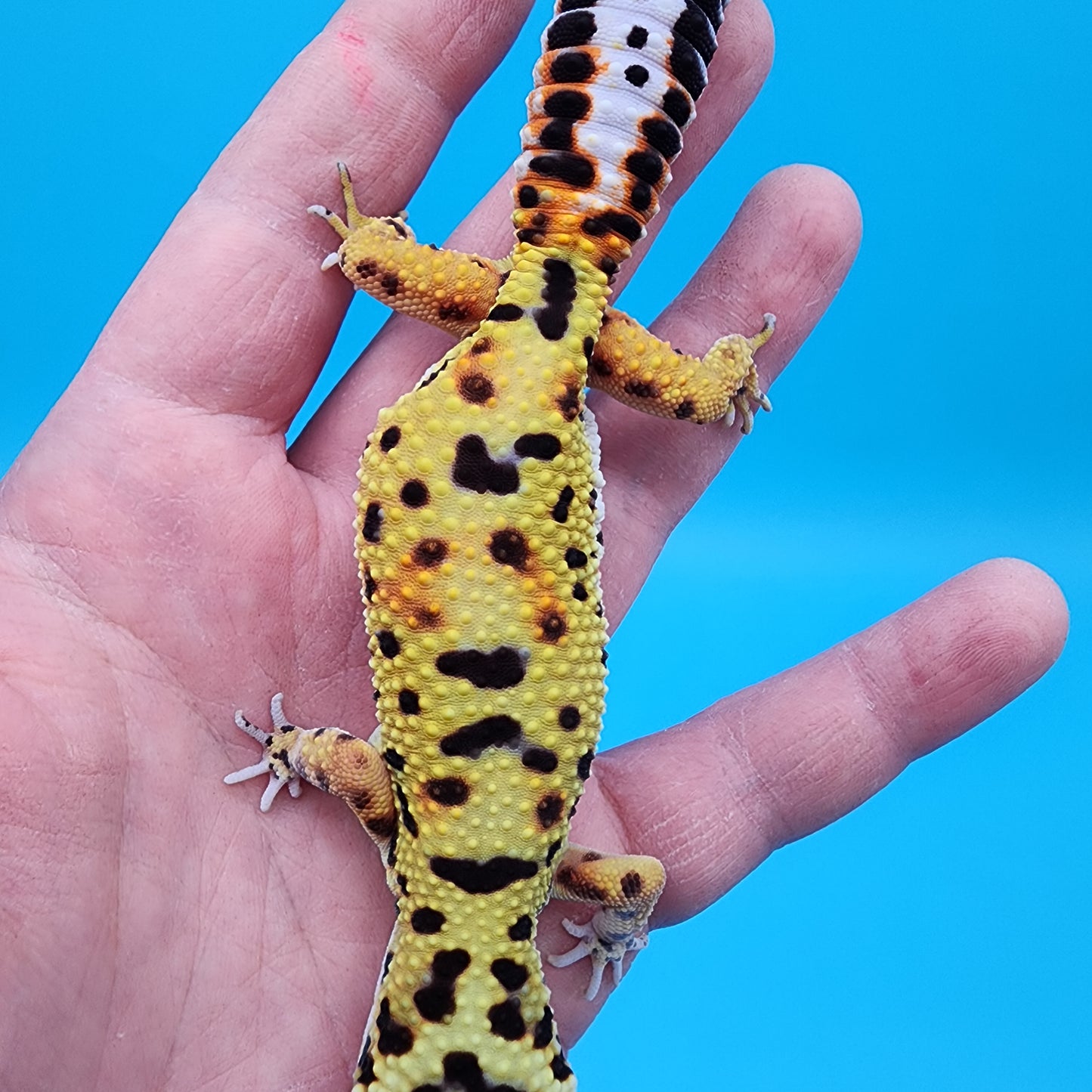Female Halloween Mask Bold Emerine (with tail stripes)