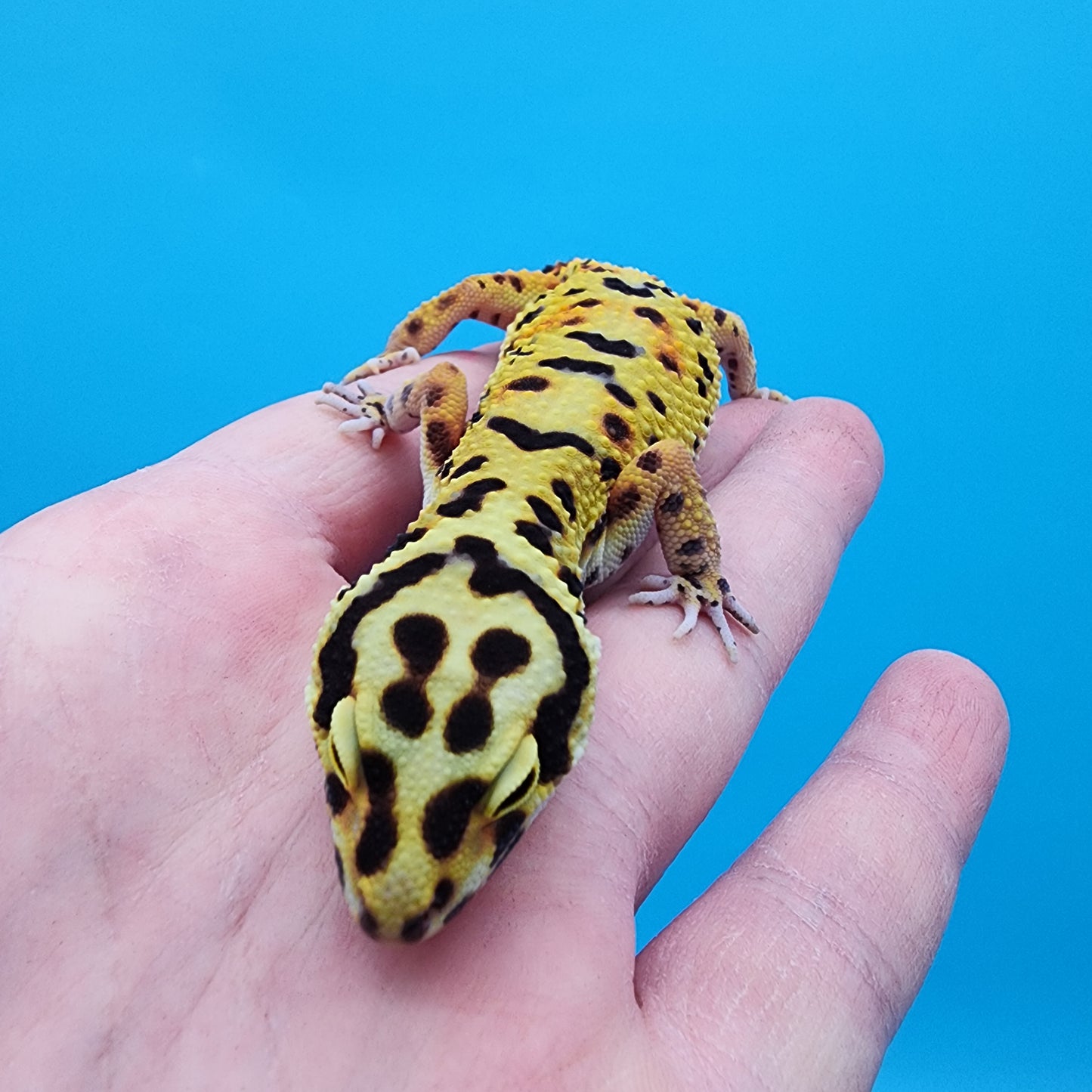 Female Halloween Mask Bold Emerine (with tail stripes)
