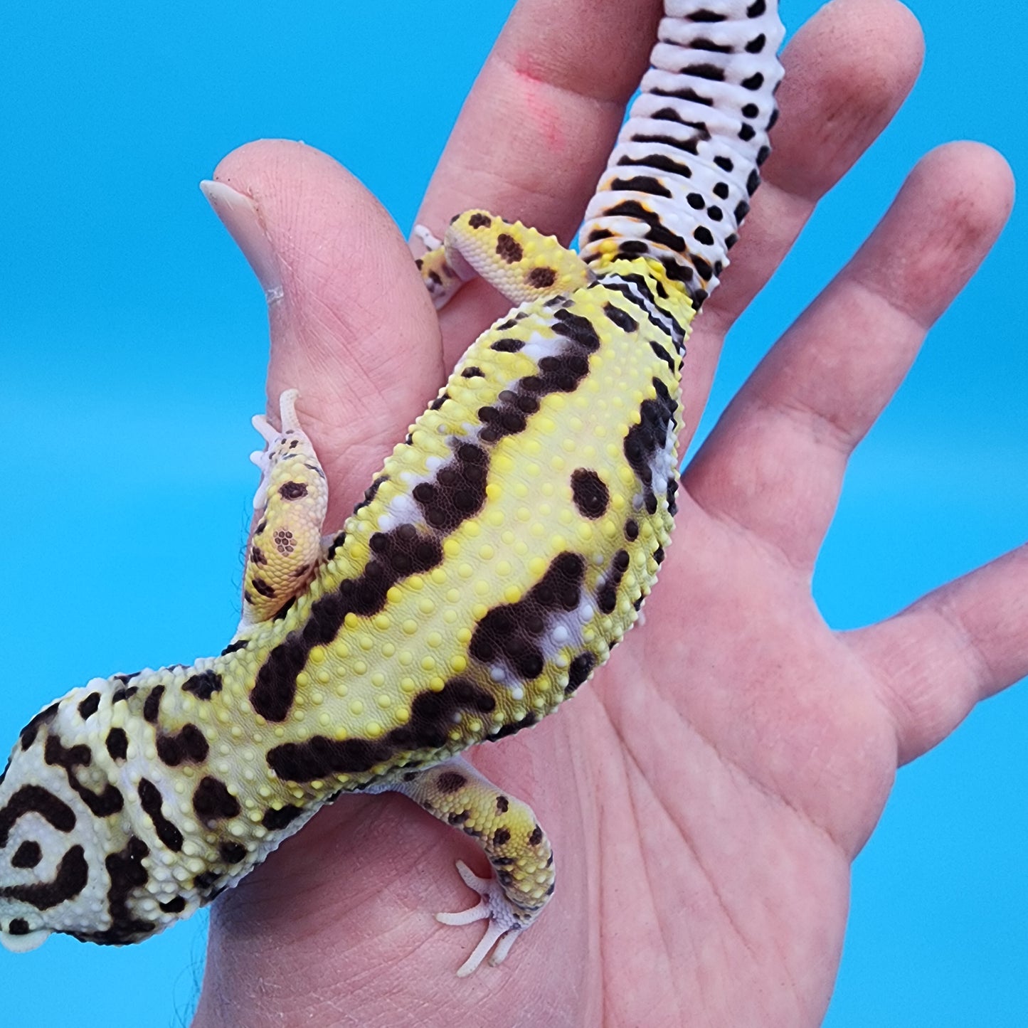 Female Hyper Xanthic Bold Stripe Bandit