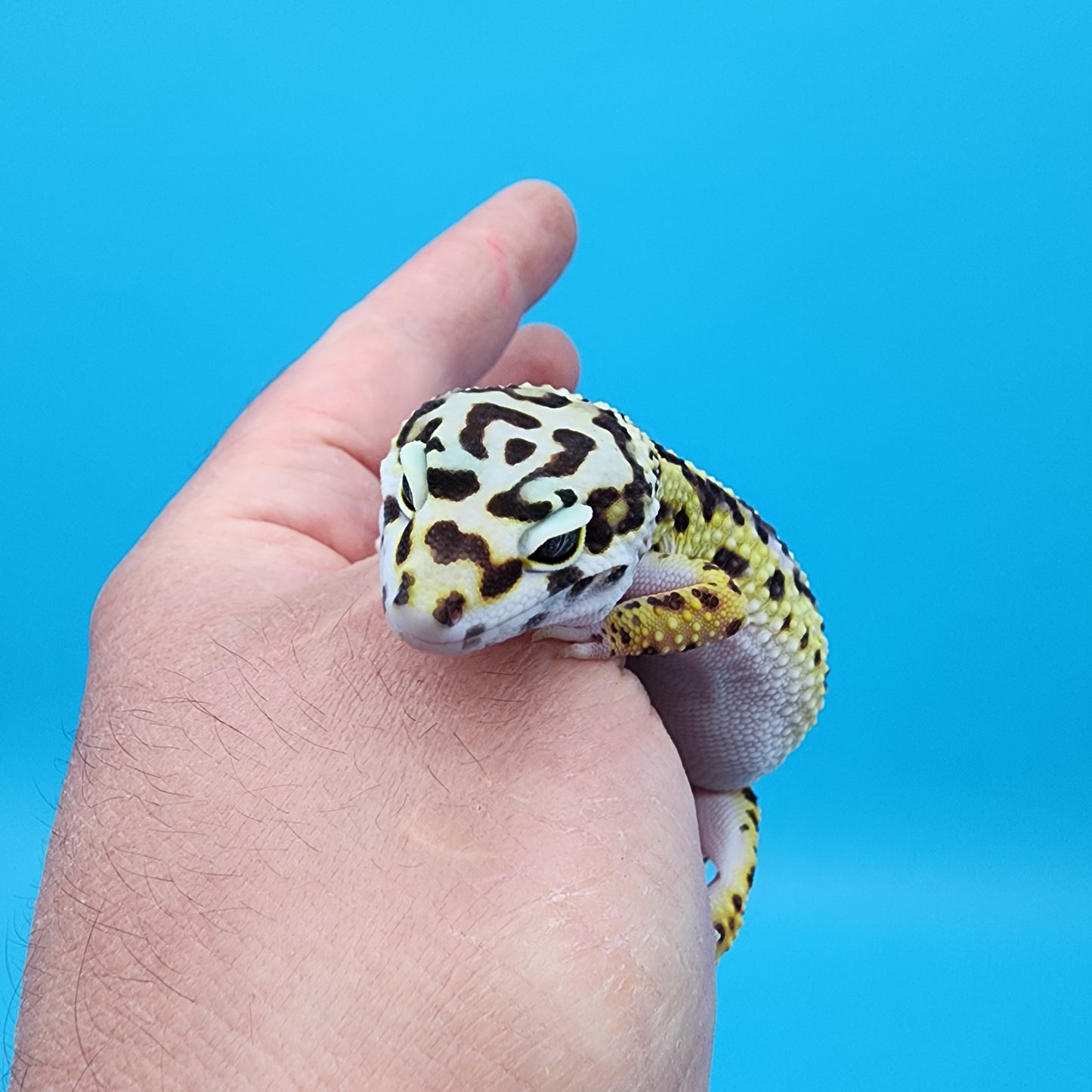 Female Hyper Xanthic Bold Stripe Bandit