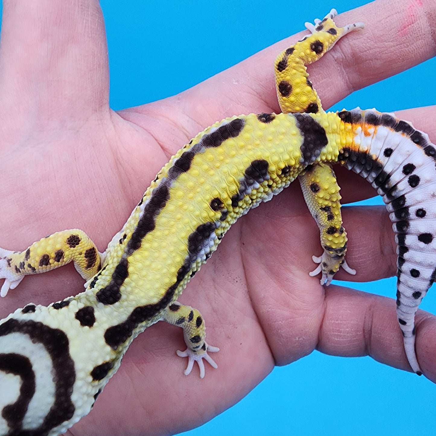 Male Hyper Xanthic Halloween Mask Bold Stripe Bandit (with tail stripes)
