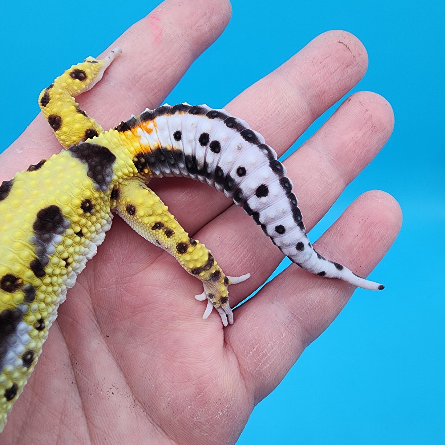 Male Hyper Xanthic Halloween Mask Bold Stripe Bandit (with tail stripes)