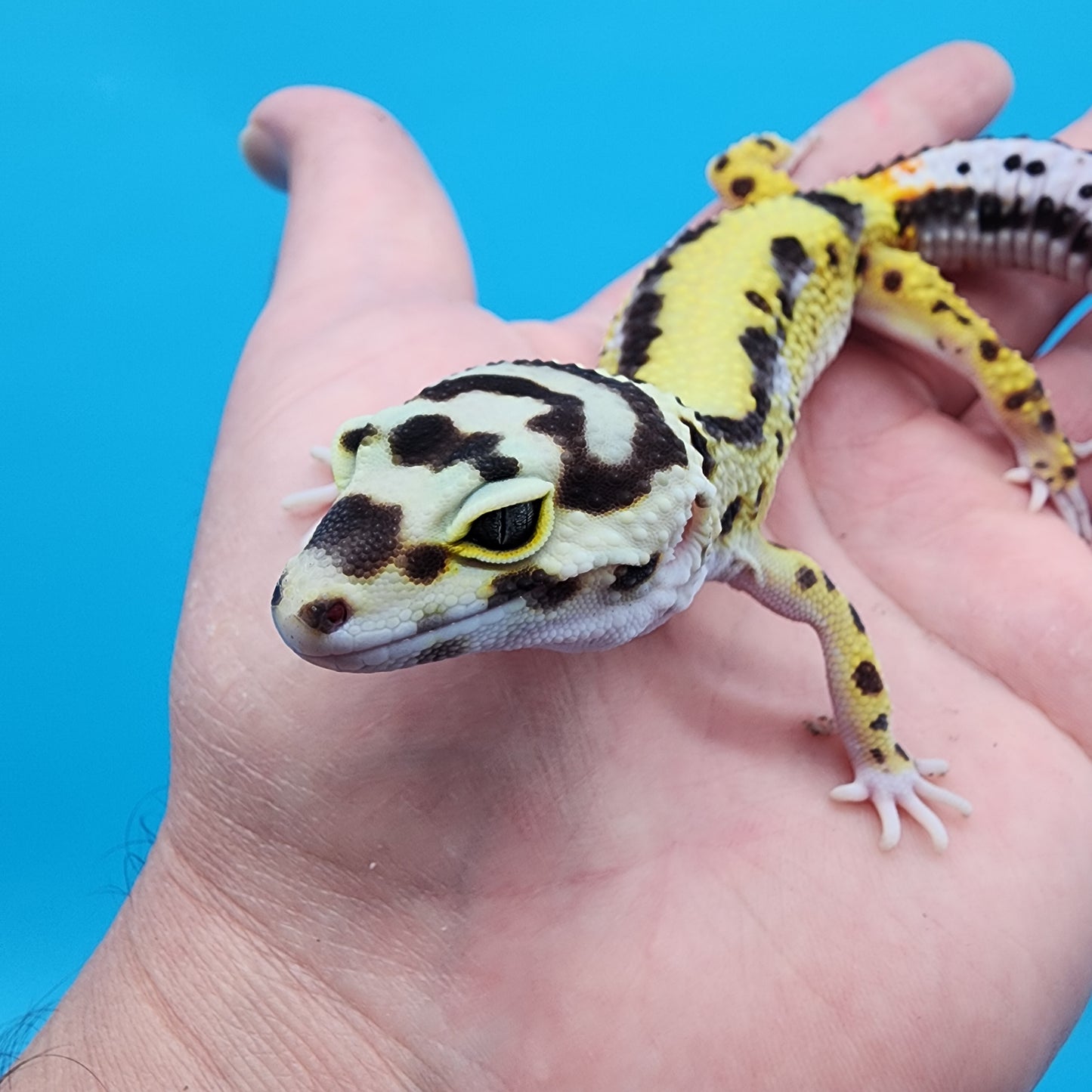 Male Hyper Xanthic Halloween Mask Bold Stripe Bandit (with tail stripes)