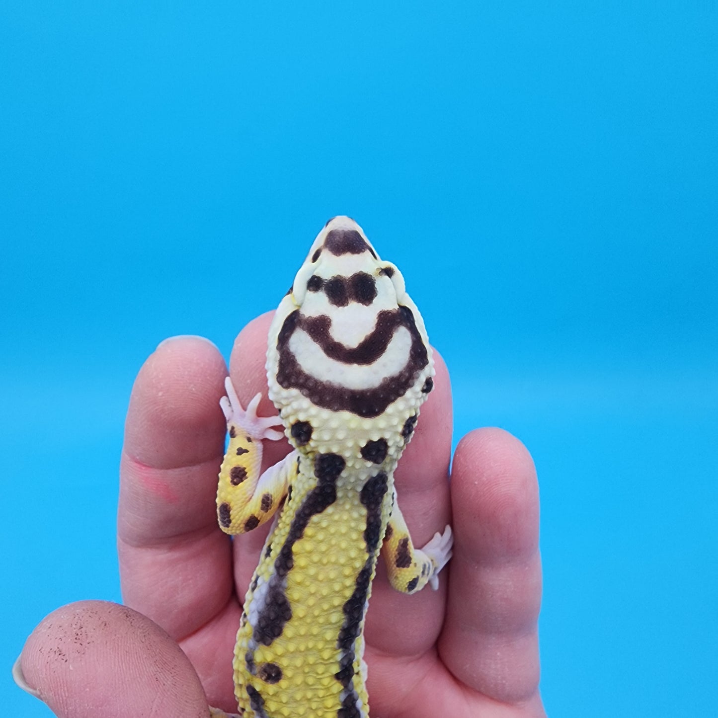 Male Hyper Xanthic Halloween Mask Bold Stripe Bandit (with tail stripes)