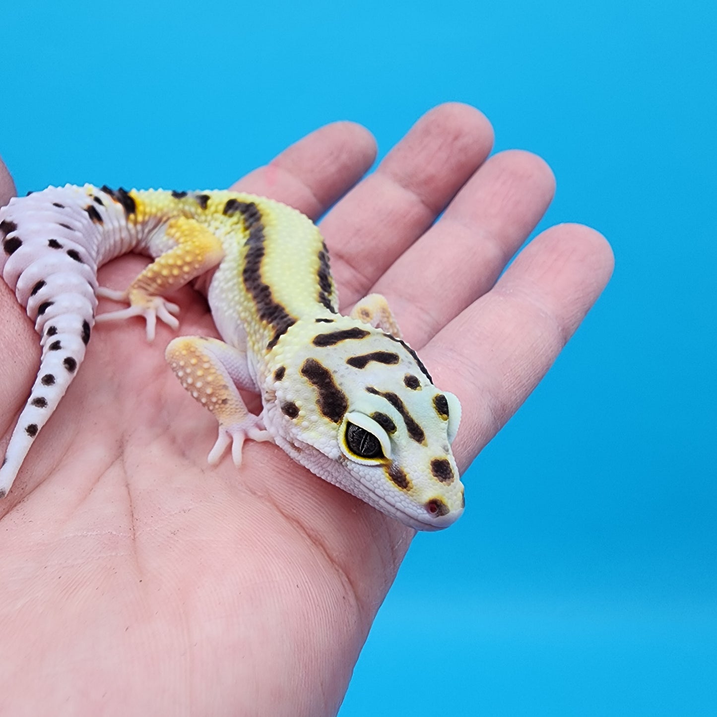 Male Hyper Xanthic Bold Stripe White & Yellow