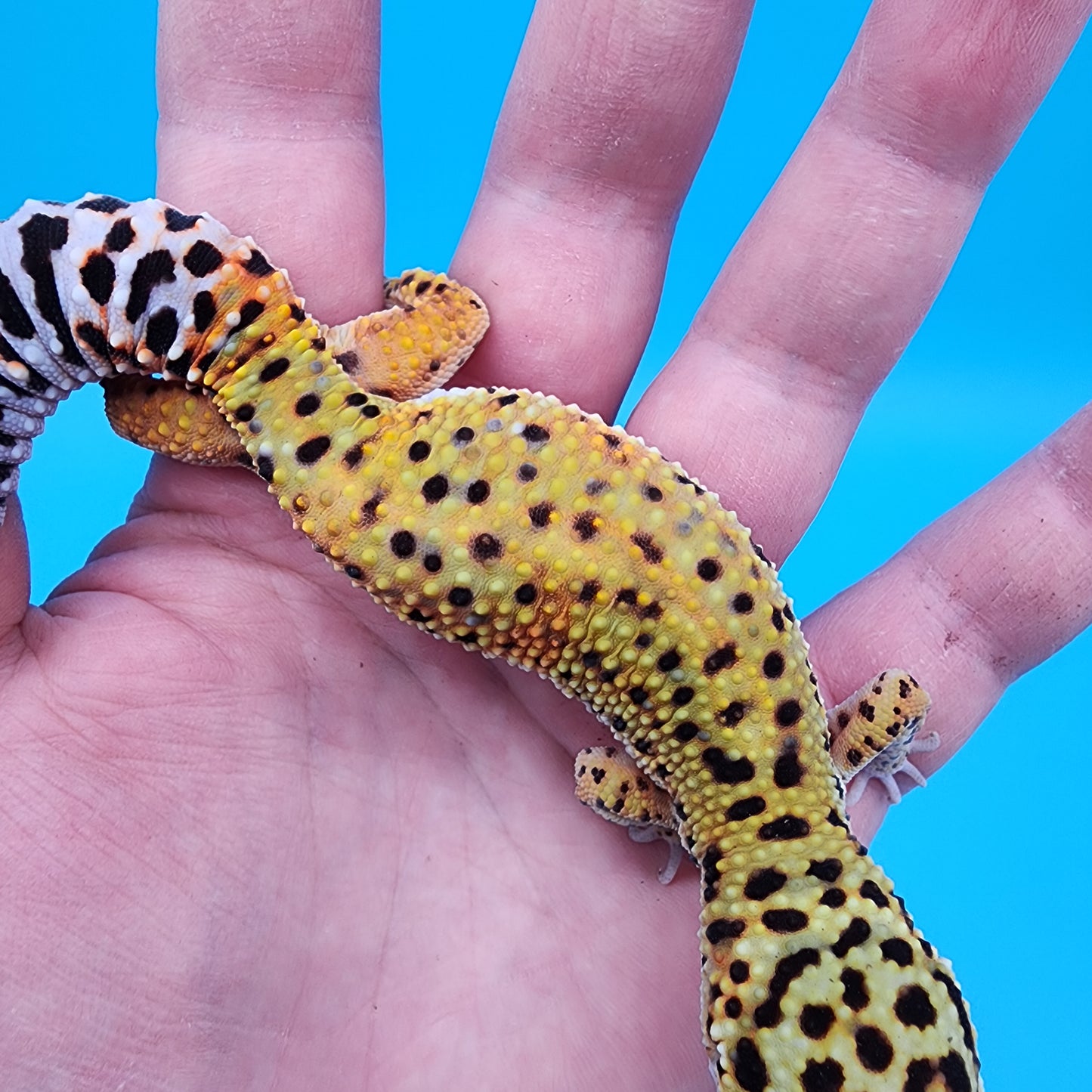 Female Cheetah Emerine