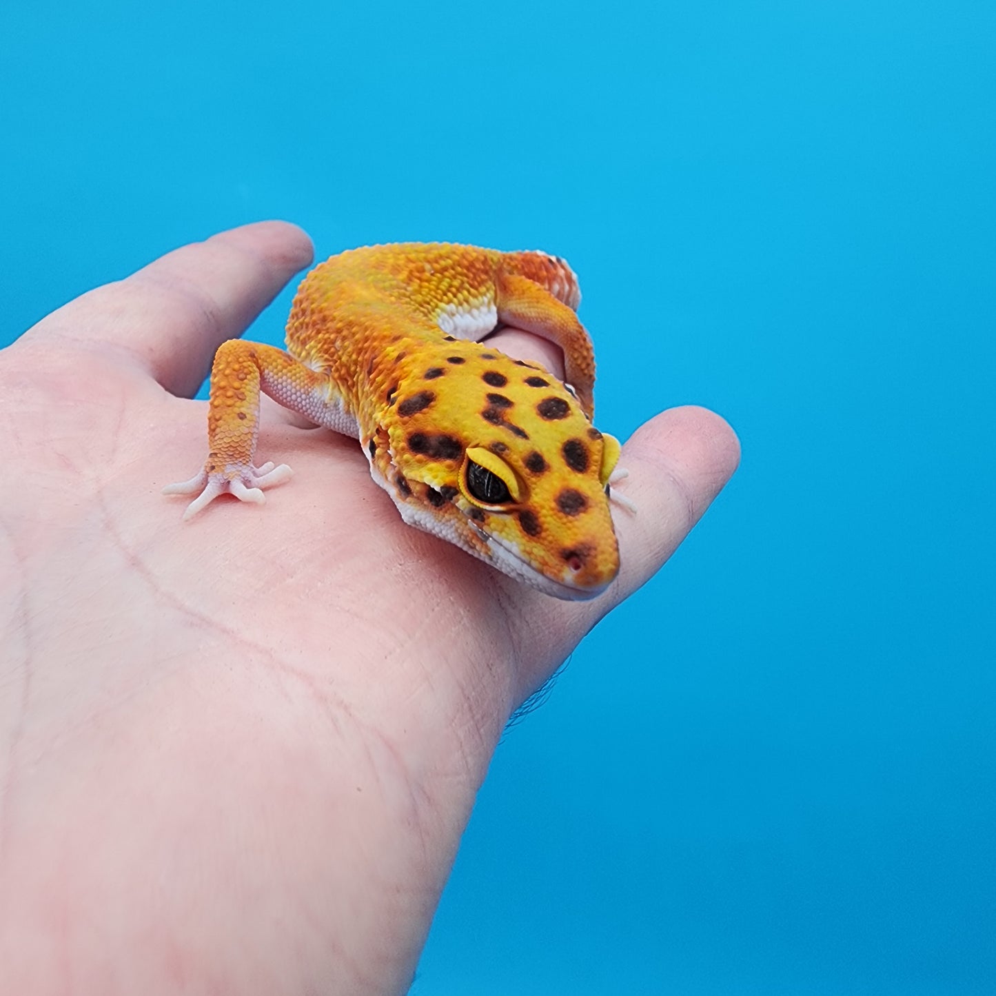 Female Red Diamond Mandarin Inferno Emerine