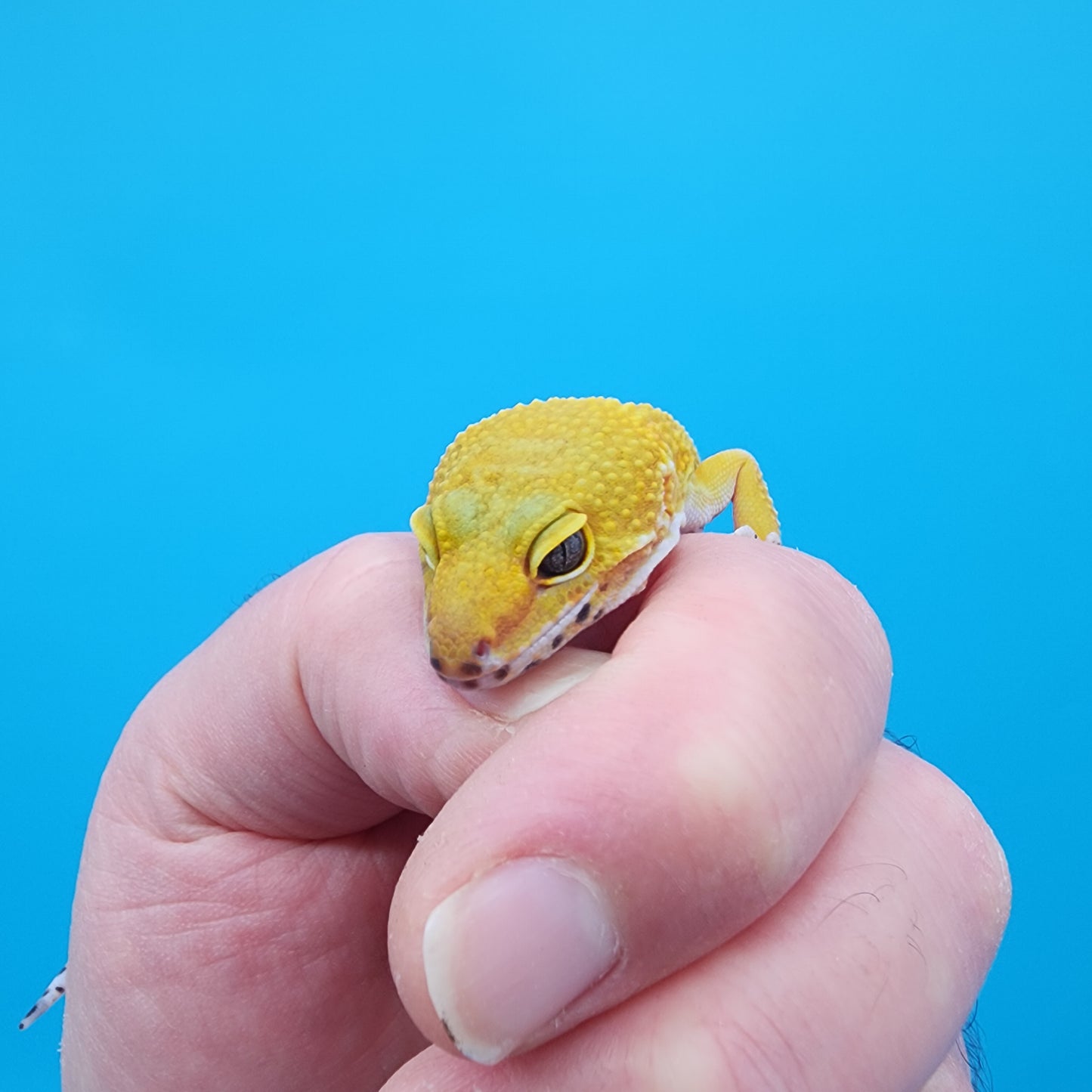 Female Giant Super Hypo Blood